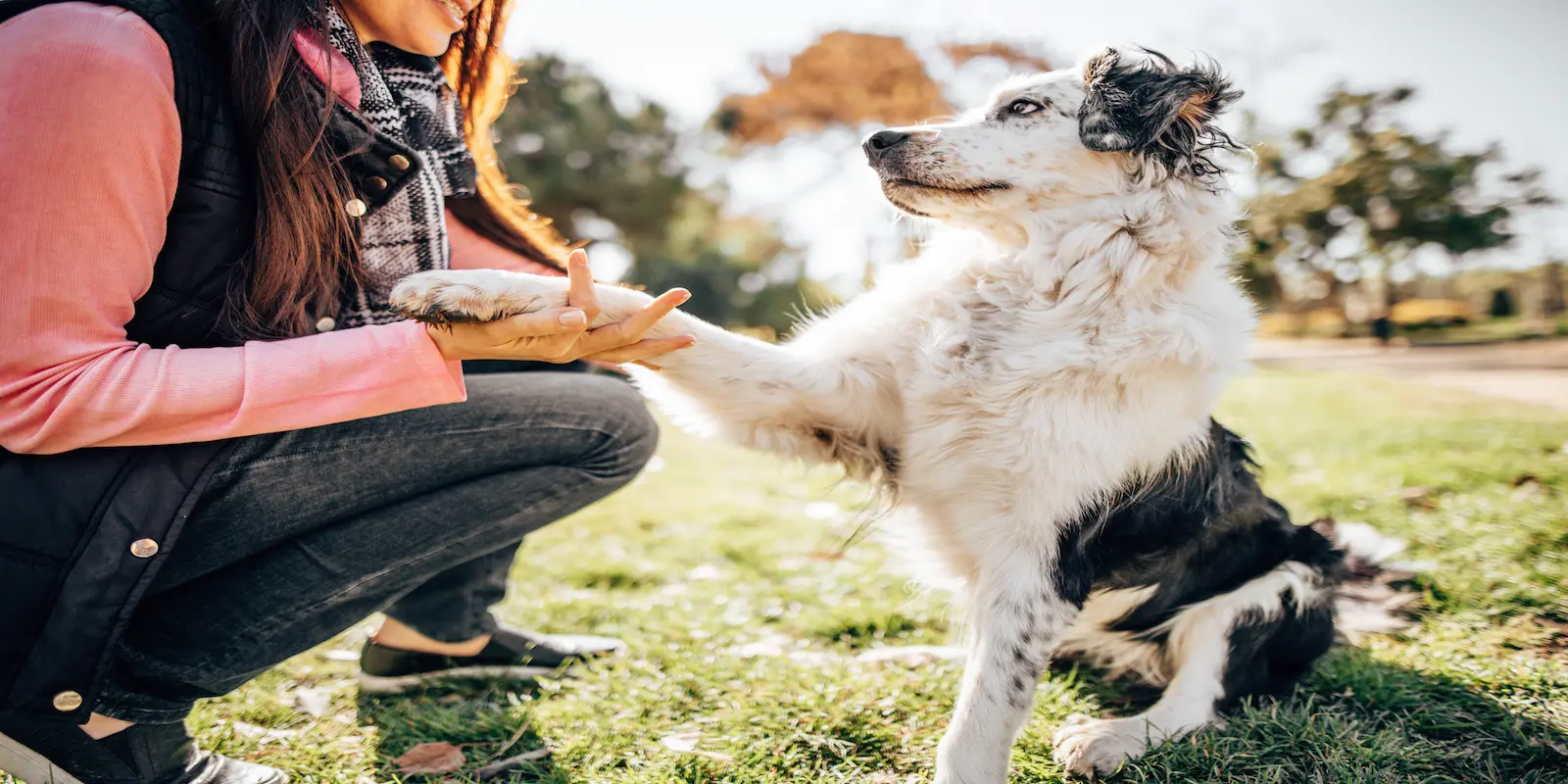 Betriebshaftpflicht Hundetrainer