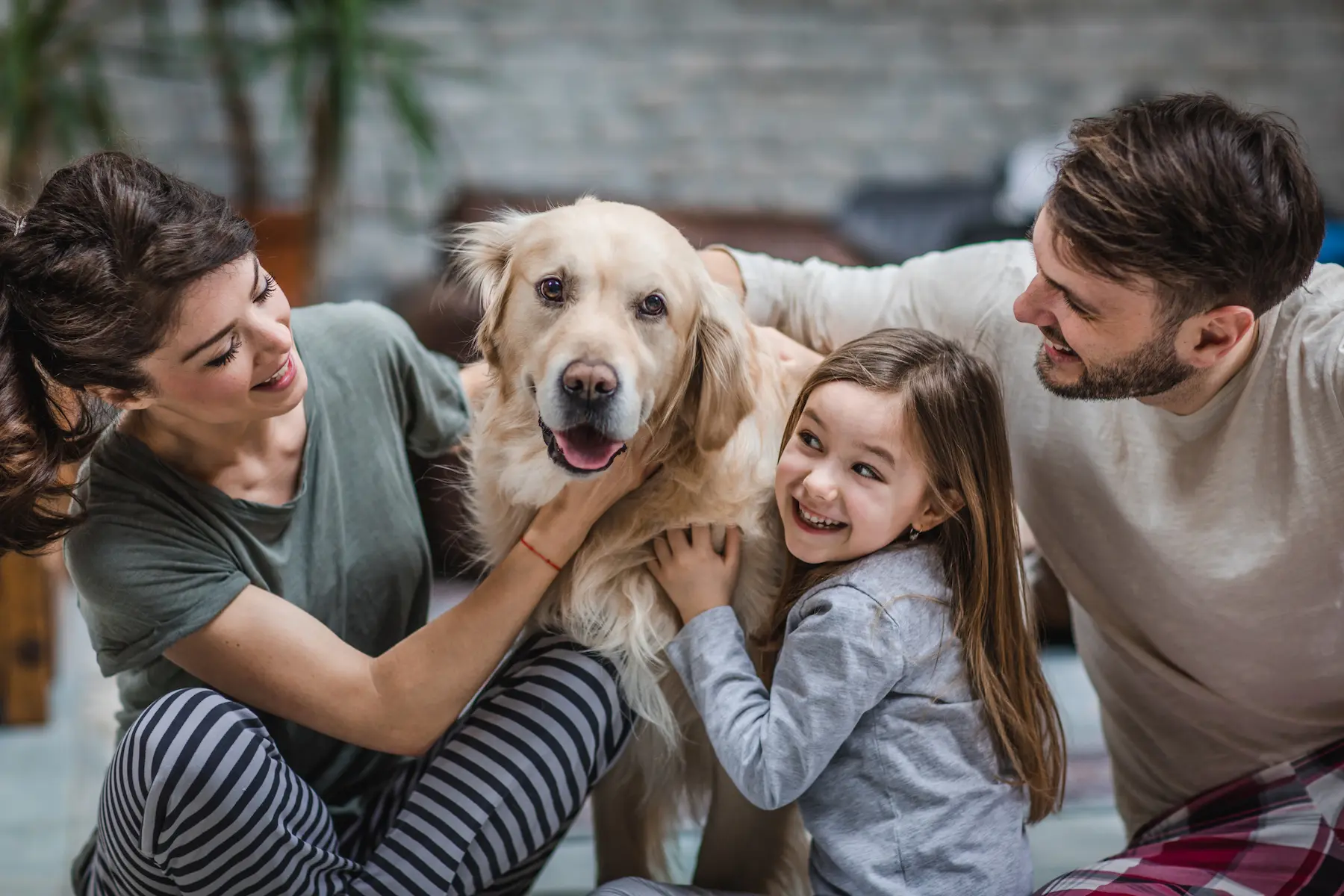 Fröhliche Familie mit Kind streichelt einen freundlichen, großen Hund im Wohnzimmer und lacht gemeinsam
