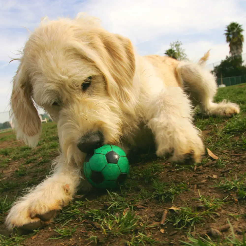 Hund spielt auf einer Wiese mit einem kleinen, grünen Fußball und zeigt typisches Sozial- und Spielverhalten