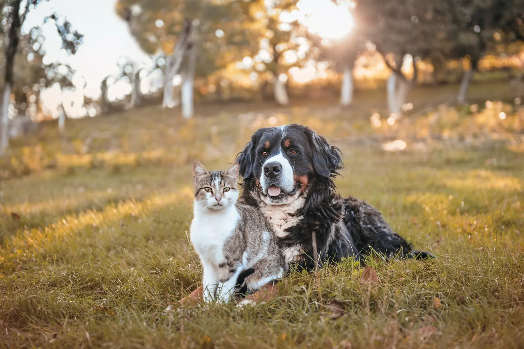 Tierkrankenversicherung | Hund und Katze sitzen friedlich nebeneinander auf einer Wiese im Sonnenlicht – Symbol für Tiergesundheit und Schutz