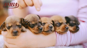 Mehrere neugeborene Welpen werden vorsichtig in zwei Händen gehalten – Symbolbild für Welpenkauf oder Hundezucht