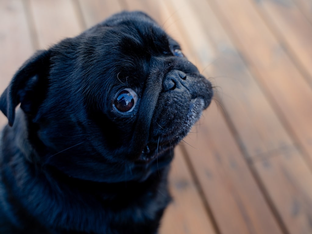 brachycephalie | Brachycephalie
