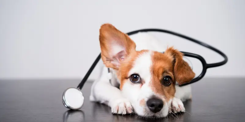 hundekranken