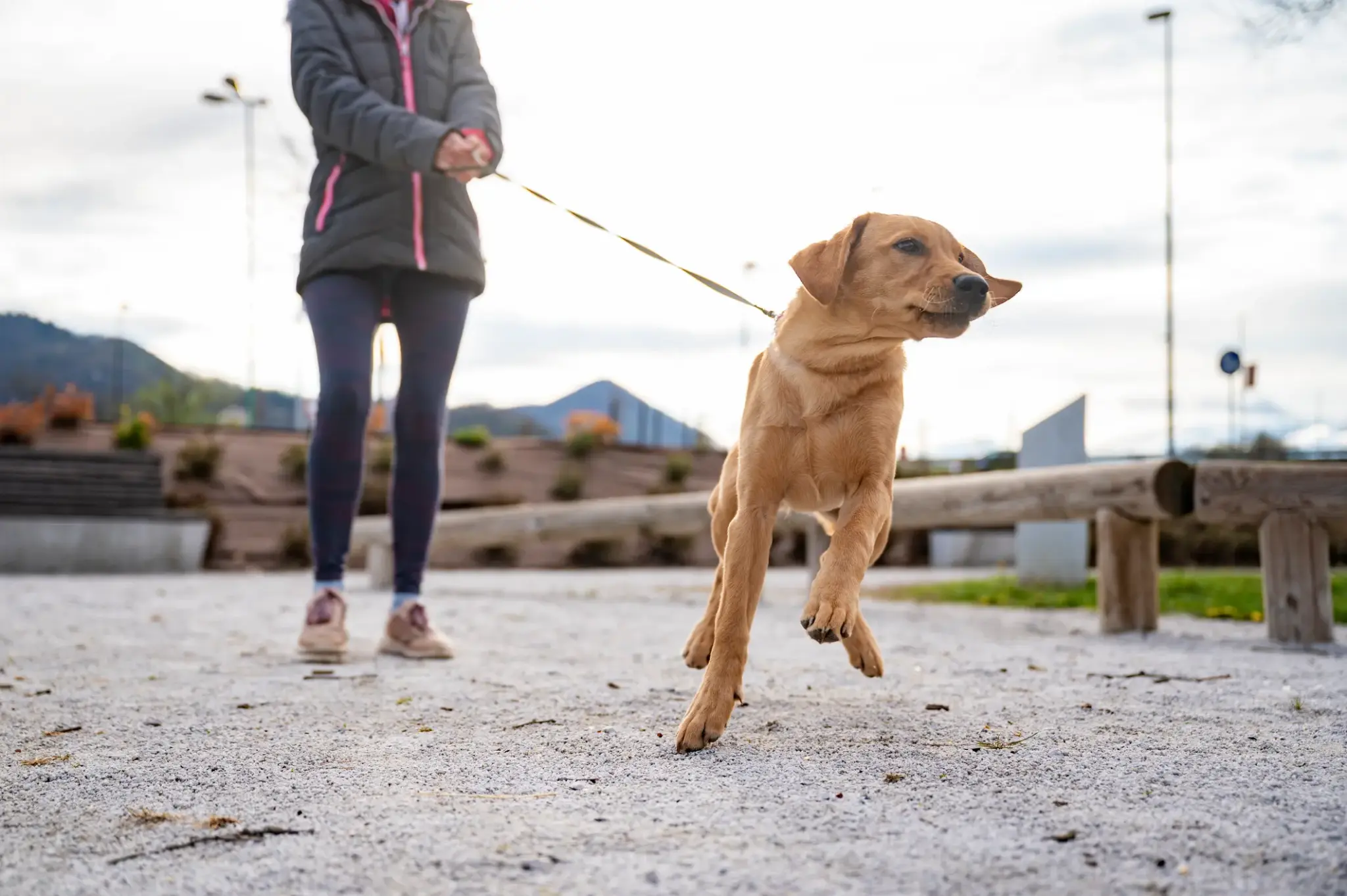 Junge Frau geht mit einem aktiven Hund an der Leine spazieren – Symbolbild für die Notwendigkeit einer Hundehalterhaftpflichtversicherung.