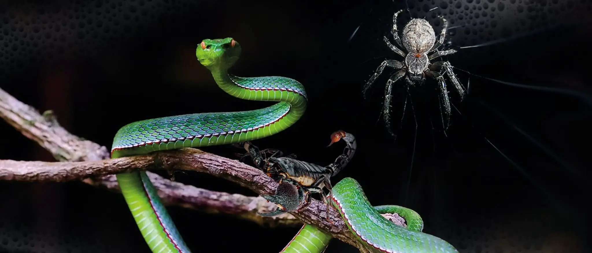 Grüne Schlange, Skorpion und Spinne auf einem Ast im Terrarium – Symbolbild für exotische Tiere und Tierhalterhaftpflicht