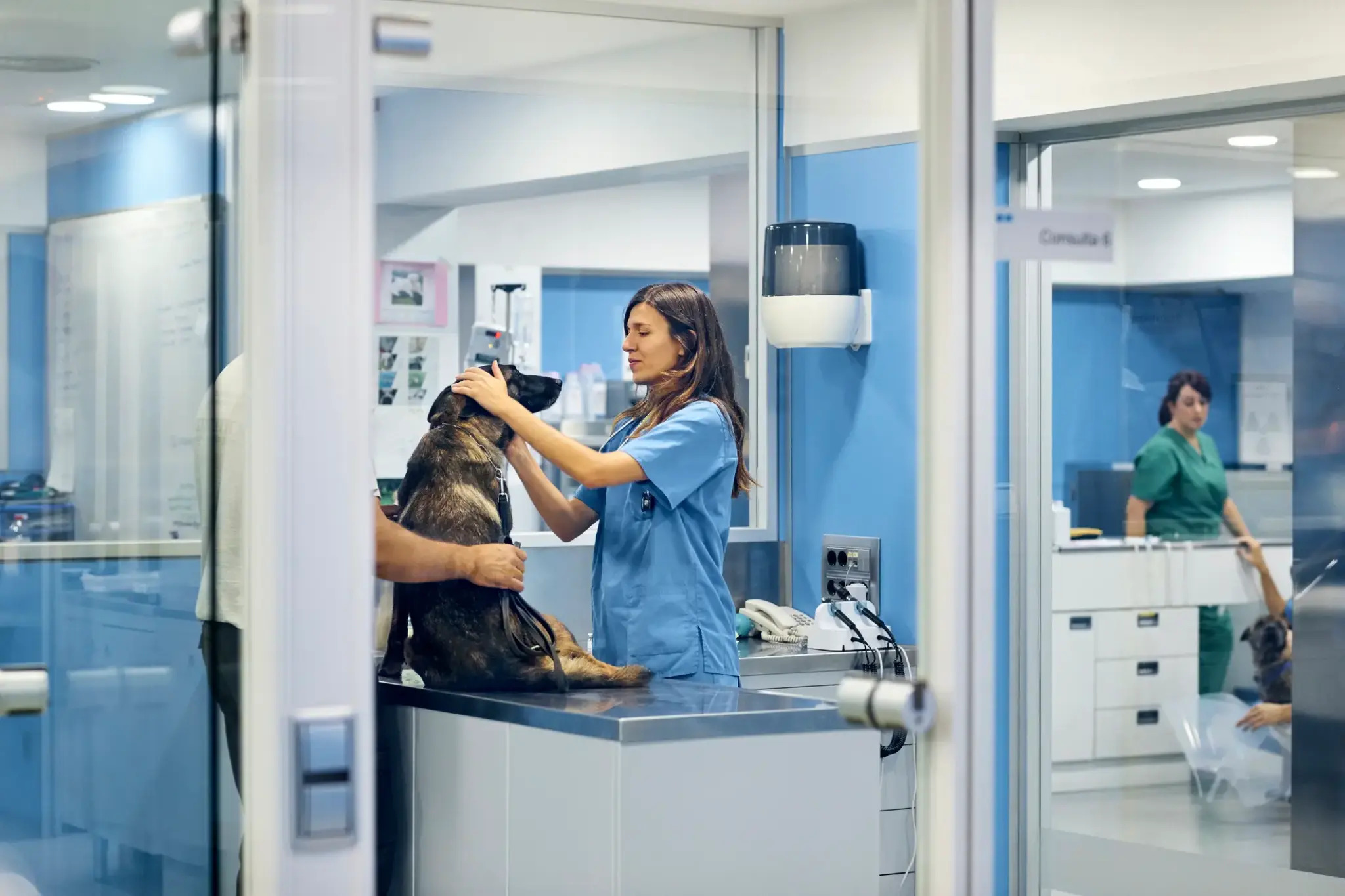 Hunde OP Versicherung | Cleos