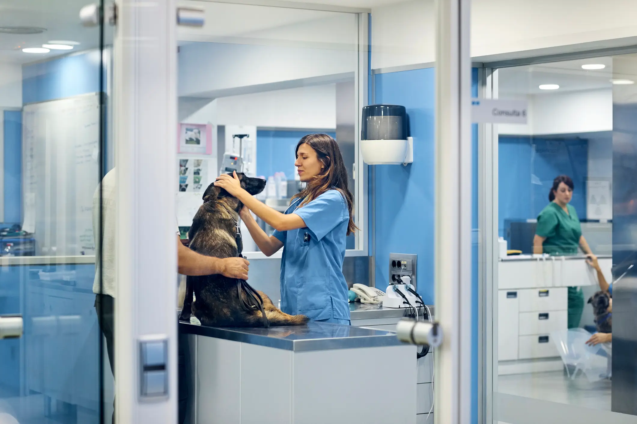 Tierärztin untersucht einen Schäferhund auf dem Behandlungstisch, eine Person hält das Tier, moderne Tierklinik im Hintergrund