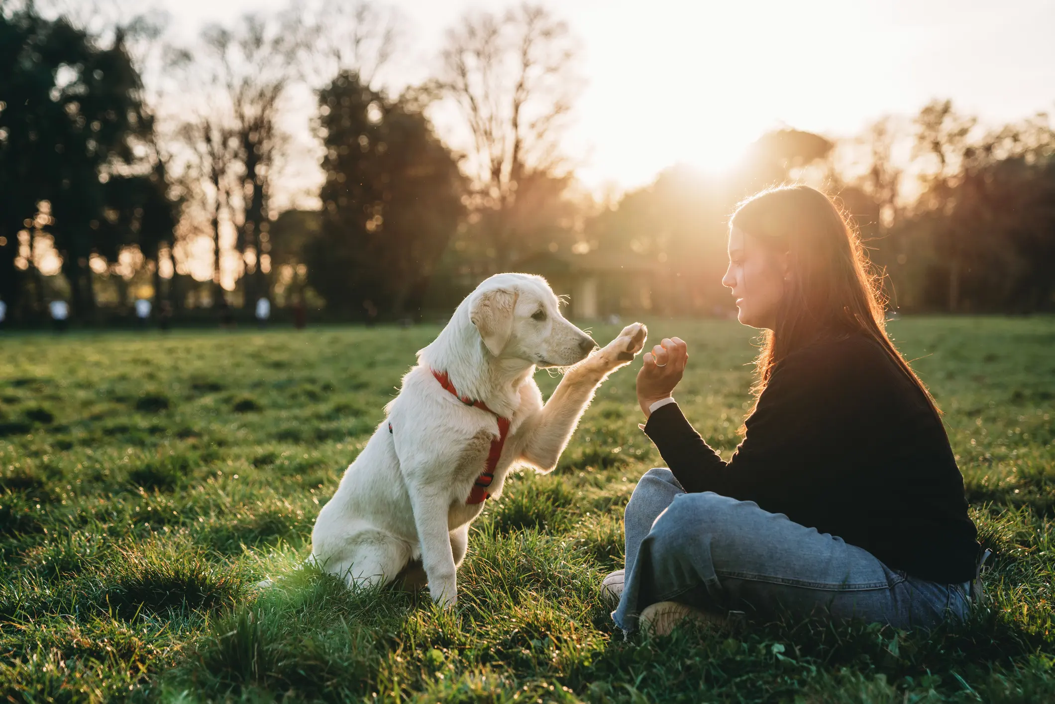 Hundehalterhaftpflicht | Jagdversicherung
