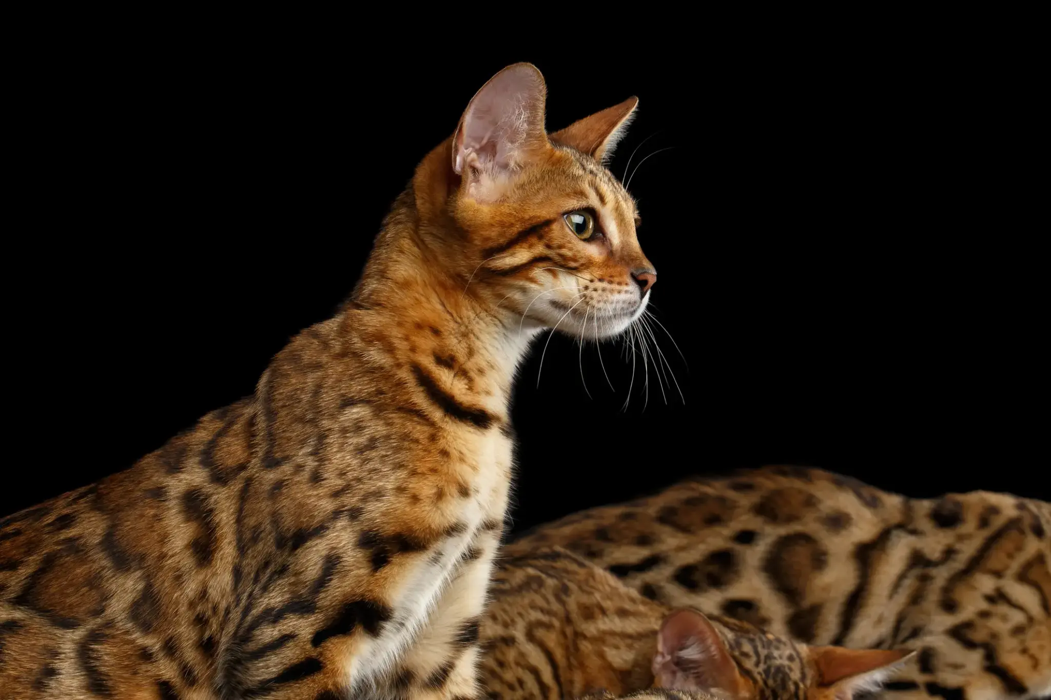 Porträt einer aufmerksamen Bengalkatze mit goldbraunem Fell und kontrastreichem Rosettenmuster vor schwarzem Hintergrund.