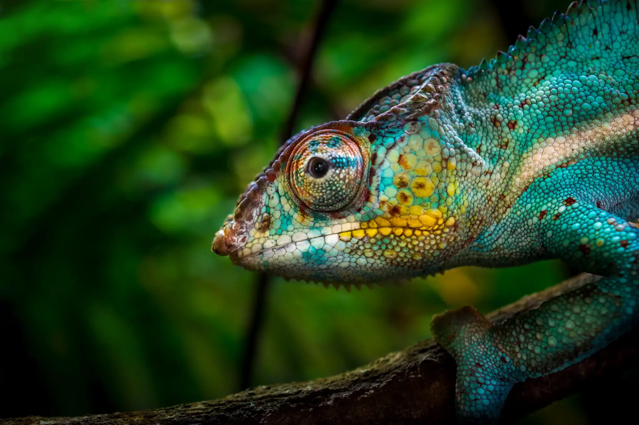 Exotenversicherung | Nahaufnahme eines farbenprächtigen Chamäleons auf einem Ast – exotisches Haustier, das besonderen Schutz und tierärztliche Versorgung benötigt.