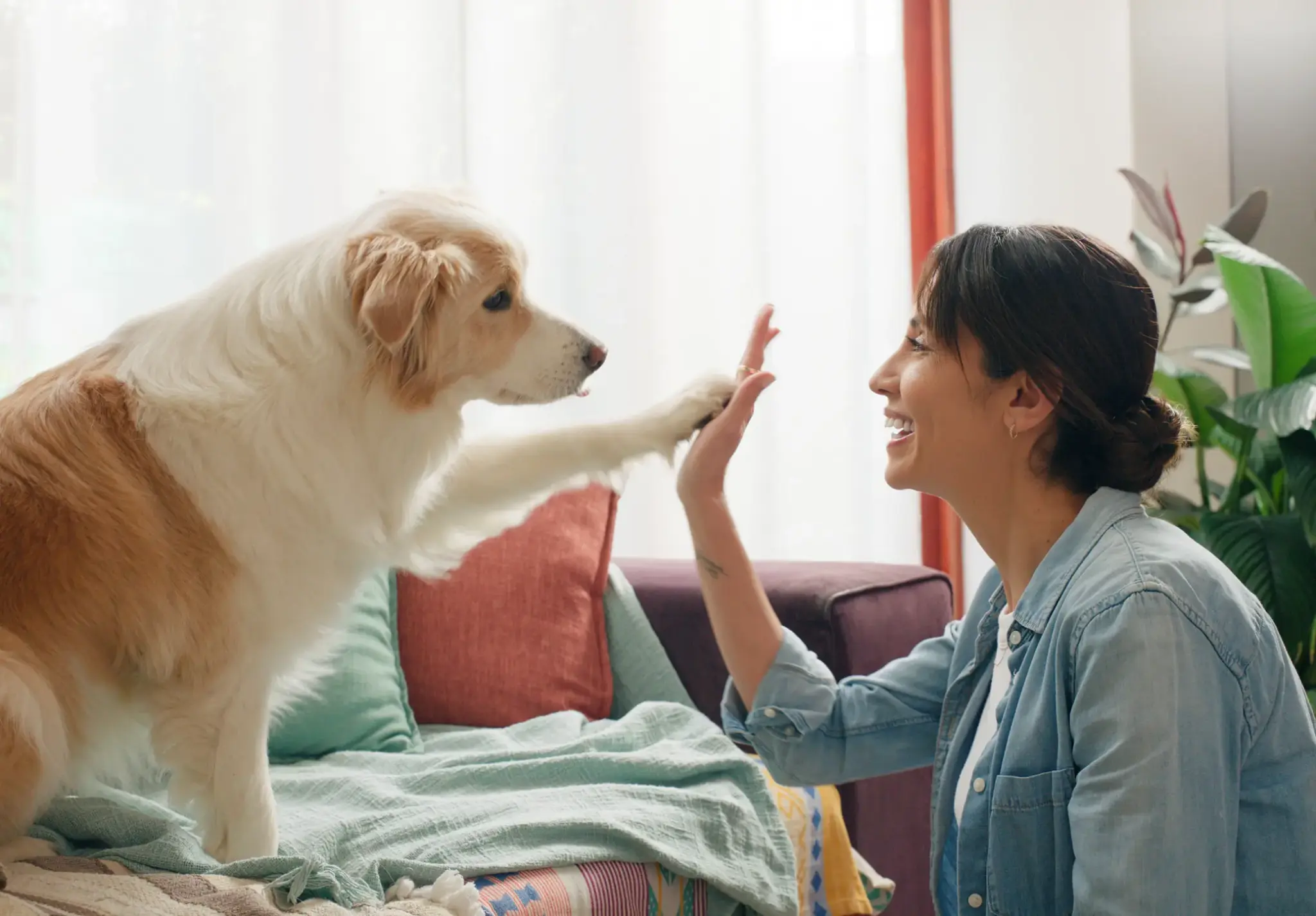 Frau gibt ihrem Hund im Wohnzimmer ein High-Five – Symbolbild für Vertrauen und Schutz durch eine Hundunfallversicherung.