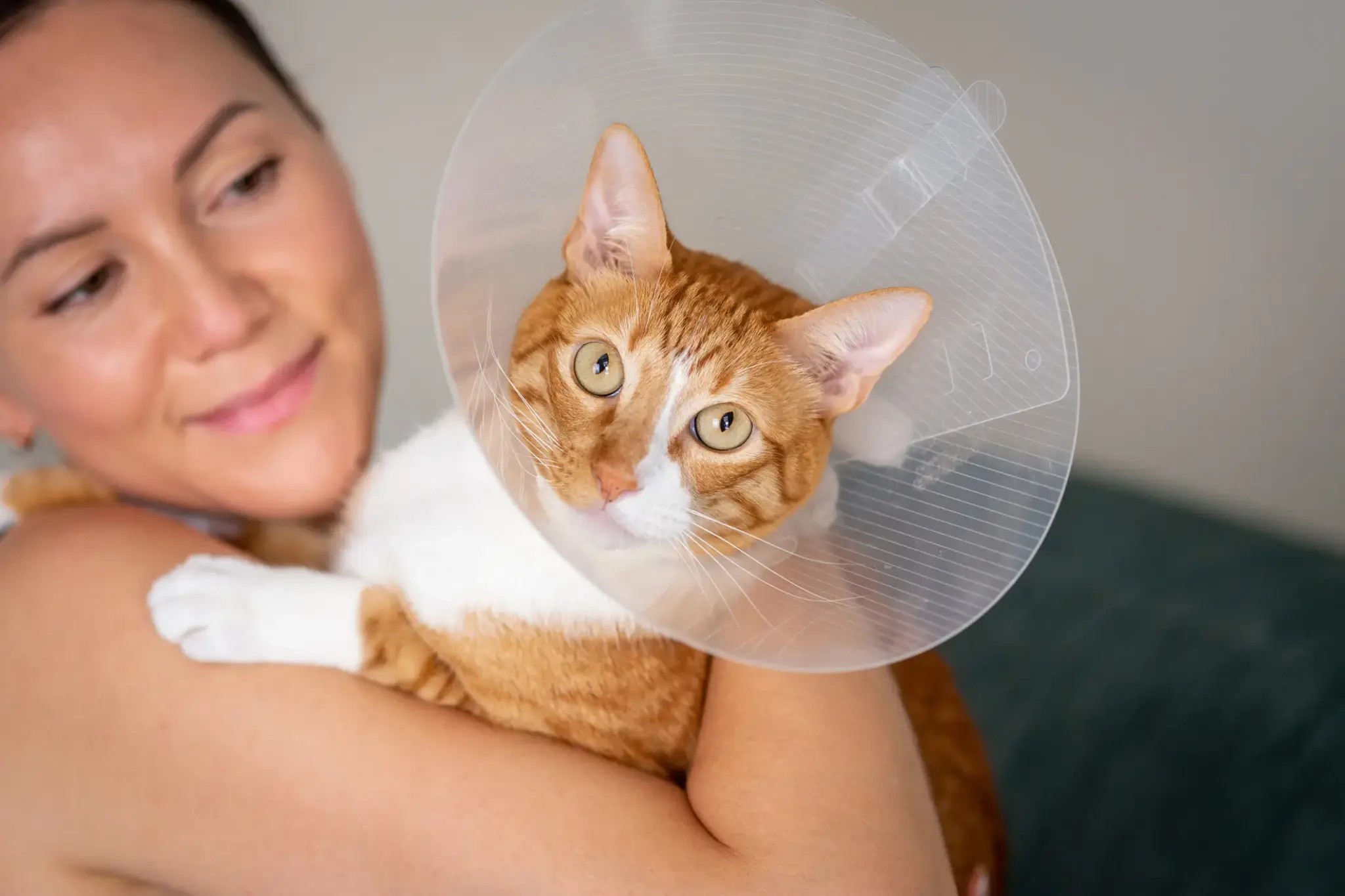 Eine rot-weiße Katze mit Halskragen wird liebevoll von ihrer Besitzerin gehalten – Genesung nach einer Operation.