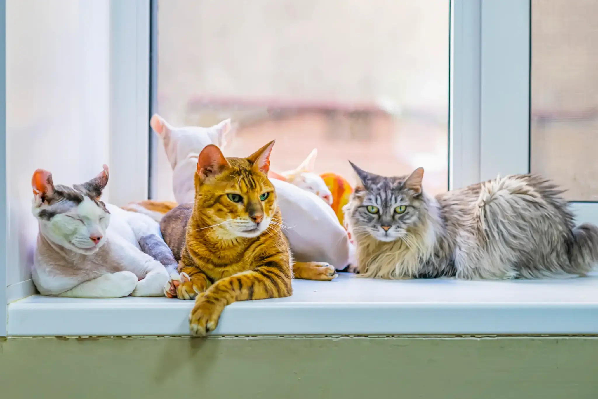 Mehrere Katzen verschiedener Rassen – u. a. Maine Coon, Orientalisch Kurzhaar und Sphynx – liegen nebeneinander auf einer Fensterbank.