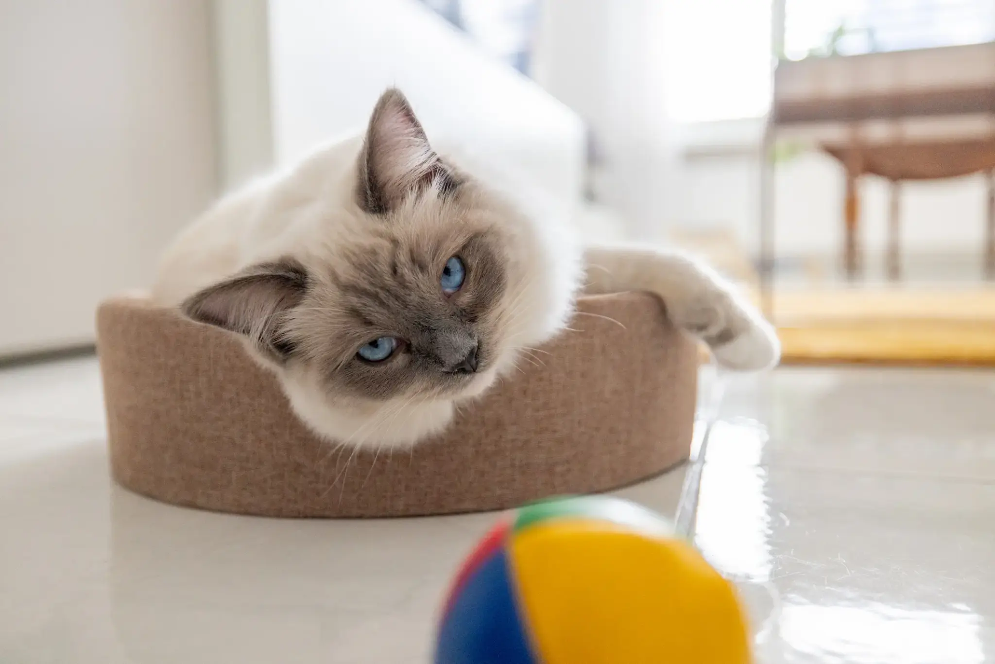 Ragdoll-Katze mit blauen Augen liegt entspannt in einem Körbchen und schaut eine bunte Spielkugel an.