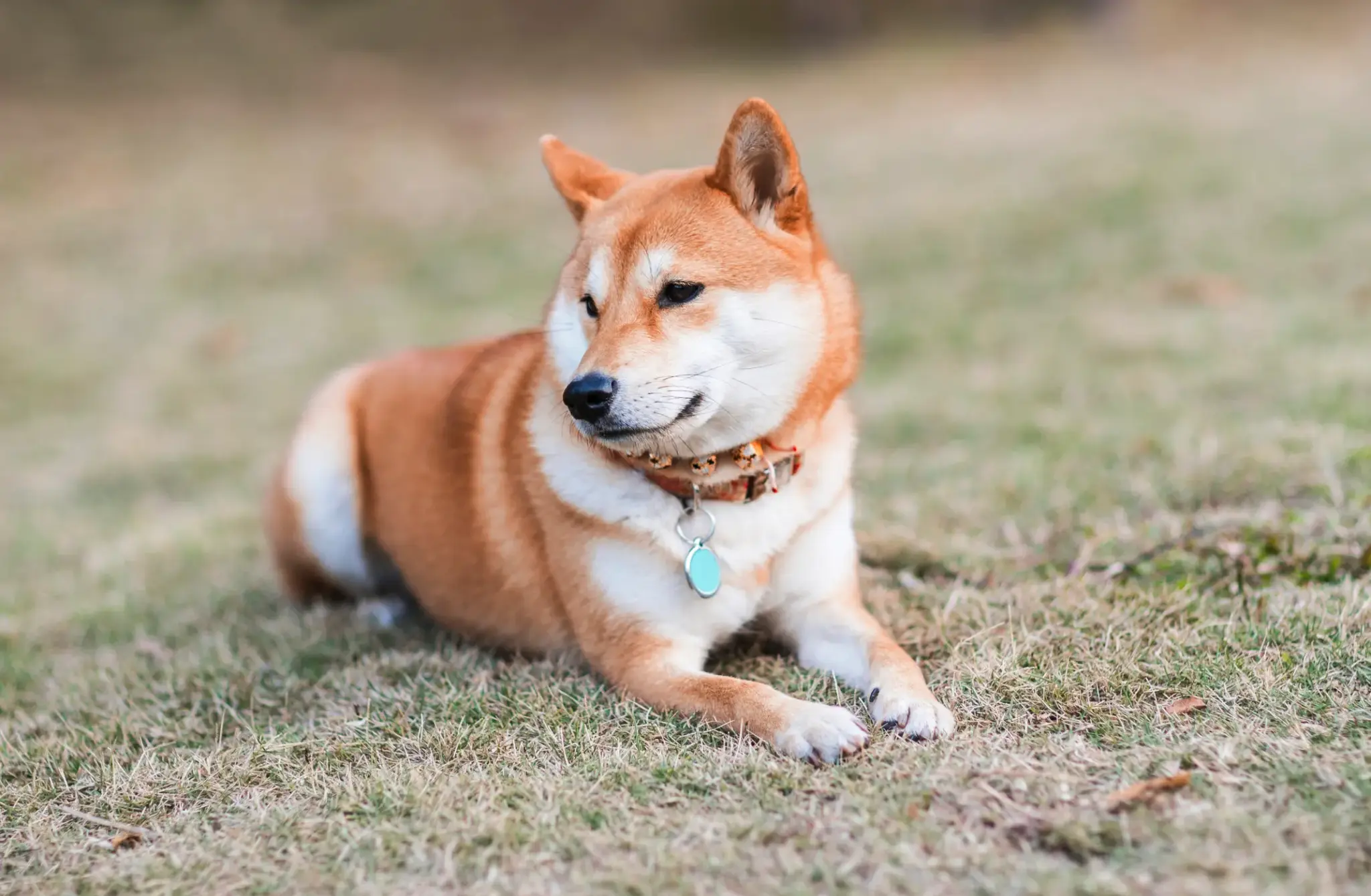 Akita Inu | Ein erwachsener Akita Inu liegt auf einer Wiese und blickt aufmerksam zur Seite.