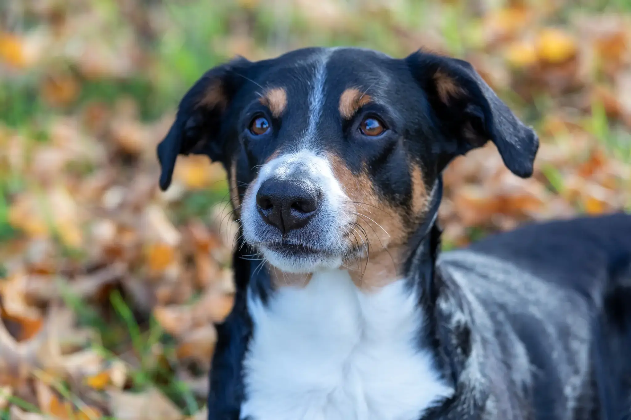 Appenzeller Sennenhund | Porträt eines Appenzeller Sennenhunds mit schwarzem, braunem und weißem Fell, der aufmerksam in die Kamera blickt.