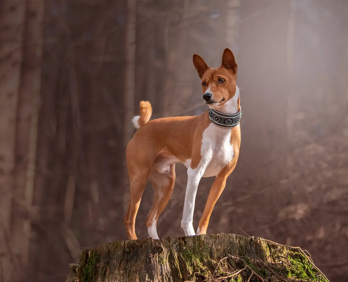 Ein aufmerksamer Basenji steht auf einem moosbedeckten Baumstumpf im Wald und blickt stolz in die Ferne.