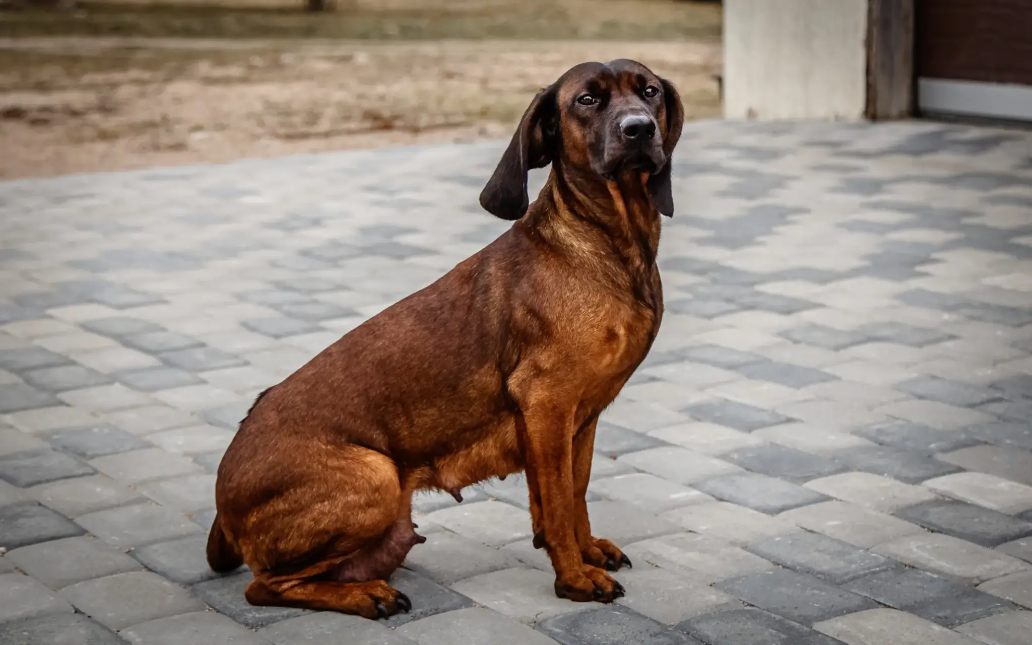 Ein Bayerischer Gebirgsschweißhund mit rotbraunem Fell sitzt aufmerksam auf einem gepflasterten Untergrund.