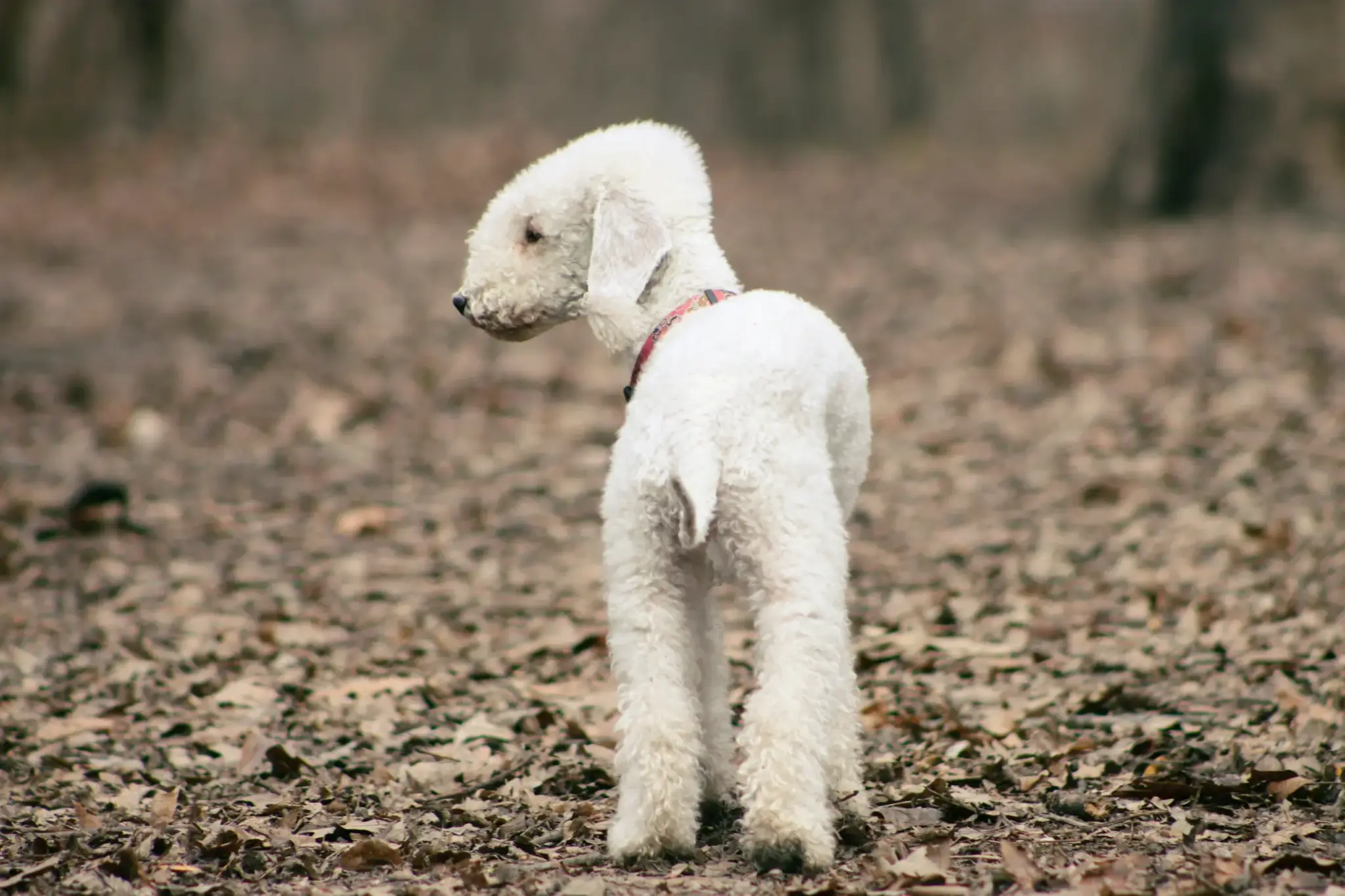 Bedlington Terrier mit weißem, gelocktem Fell steht im herbstlichen Wald und blickt zurück – Rückenansicht, Kopf zur Seite gedreht.