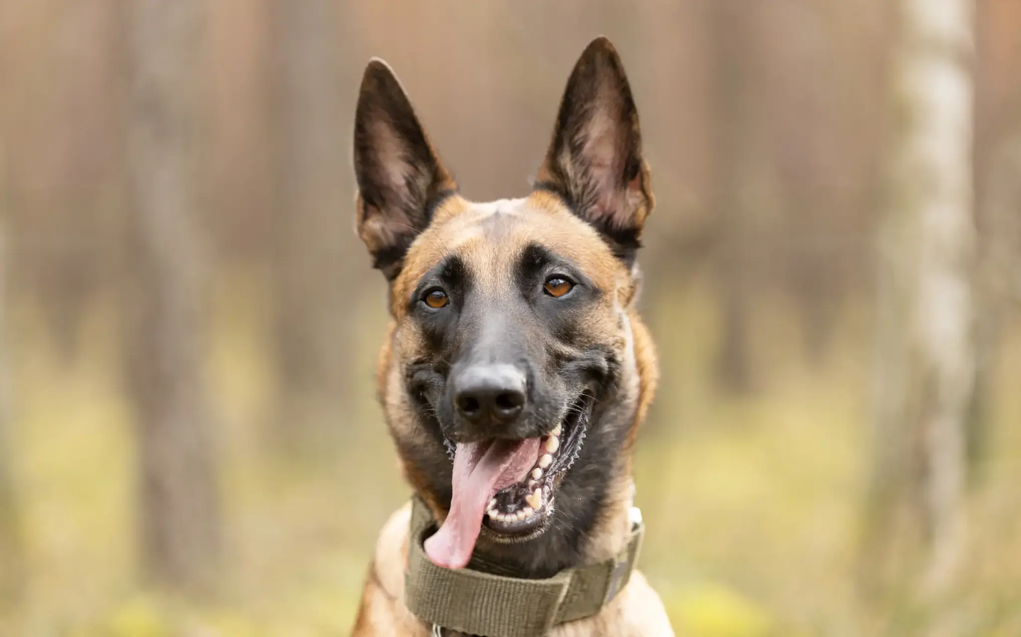 Porträt eines Belgischen Schäferhundes mit gespitzten Ohren und offenem Maul im Wald – aufmerksam und freundlich zugleich.