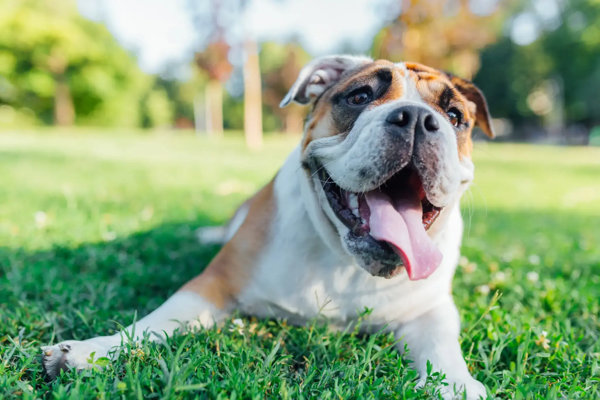 Französische Bulldogge liegt entspannt auf einer Wiese im Park, mit offenem Maul und herausgestreckter Zunge
