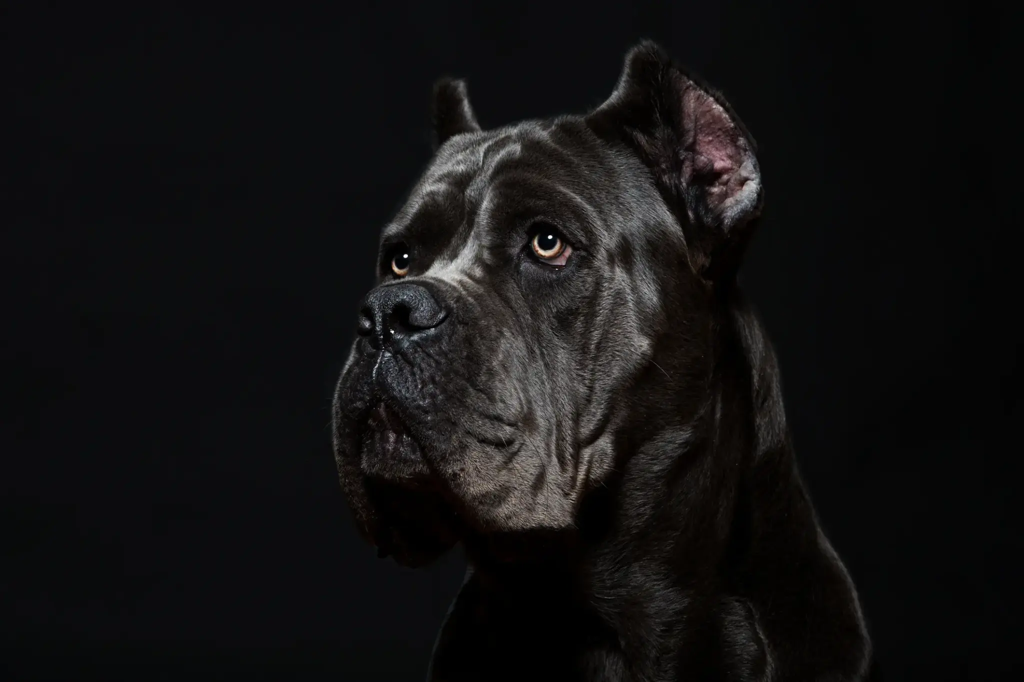 Cane Corso | Cane Corso Italiano