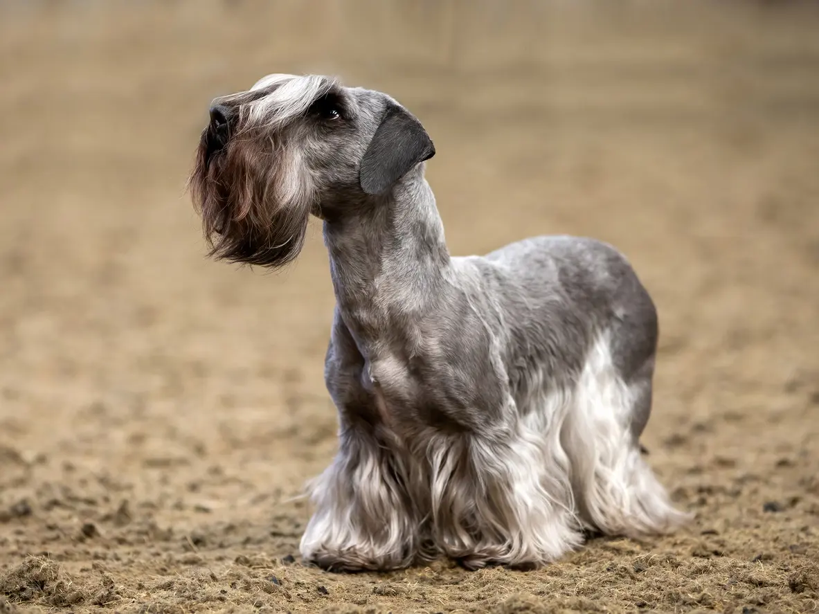 Cesky Terrier mit langem, silbergrauem Fell und charakteristischem Bart sitzt auf Sandboden und blickt aufmerksam zur Seite