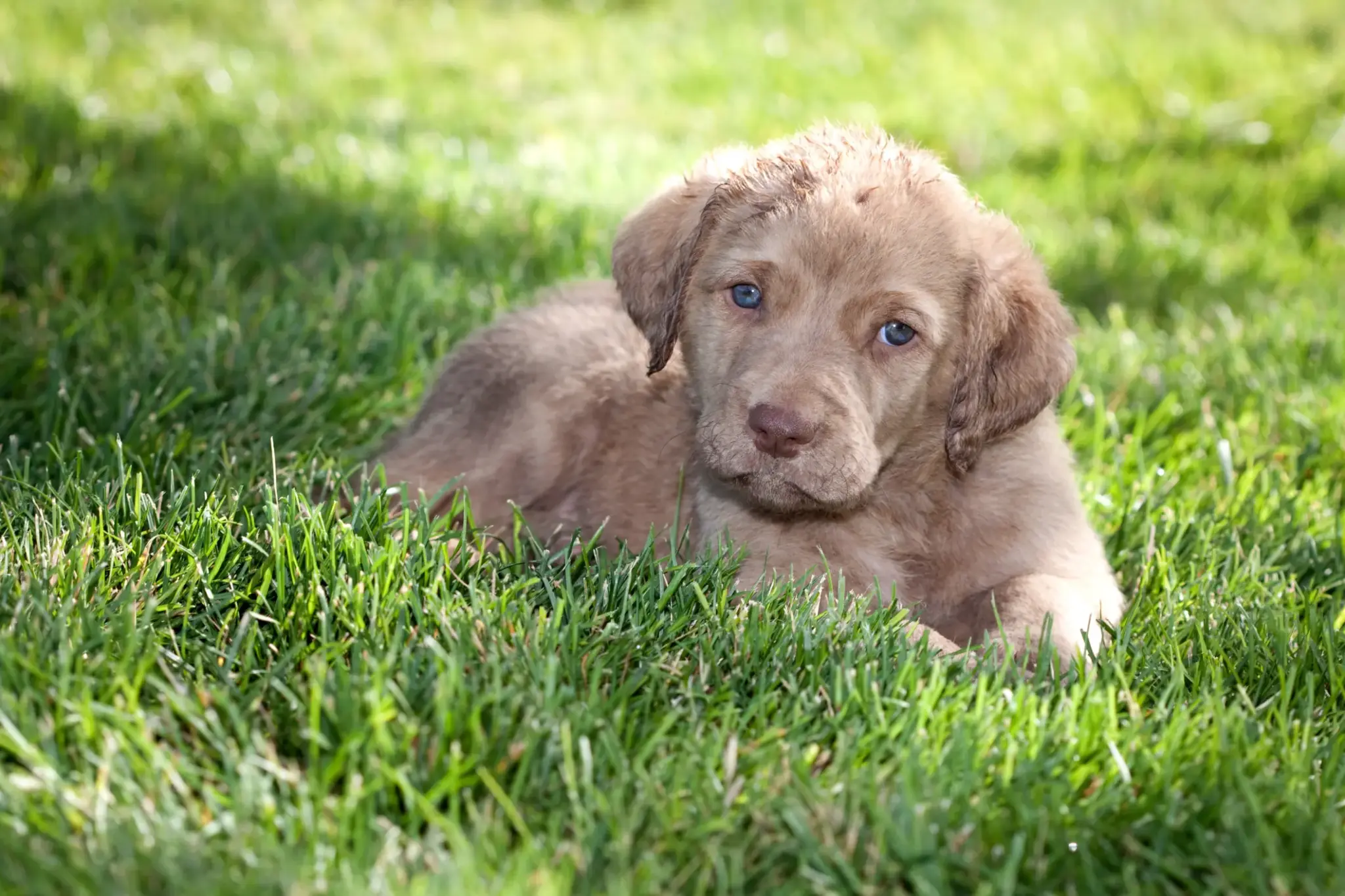 Chesapeake Bay Retriever 1 Chesapeake Bay Retriever