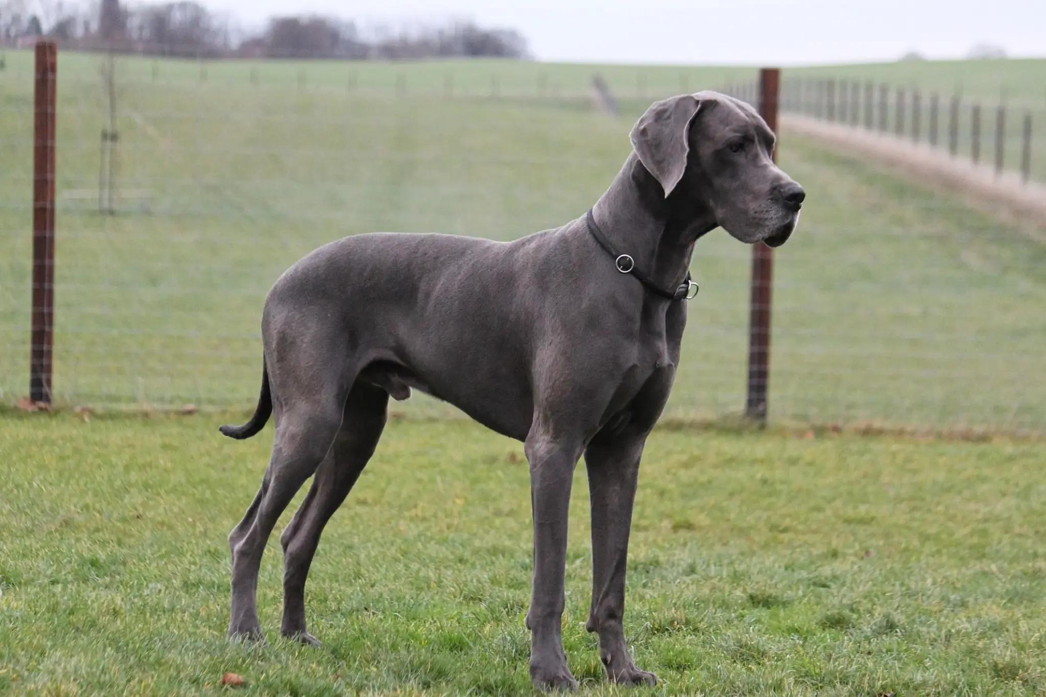 Deutsche Dogge in grauem Fell steht auf einer Wiese vor Weidezaun