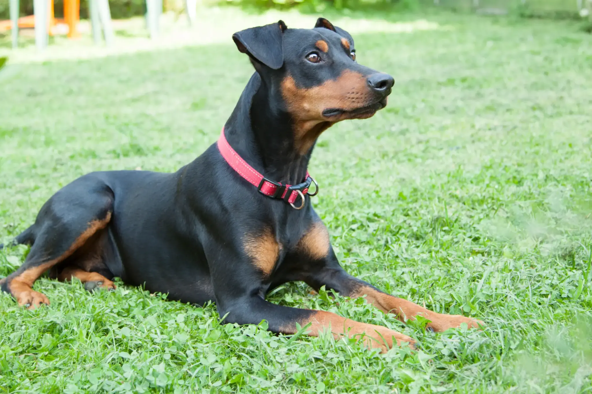 Deutscher Pinscher | Deutscher Pinscher