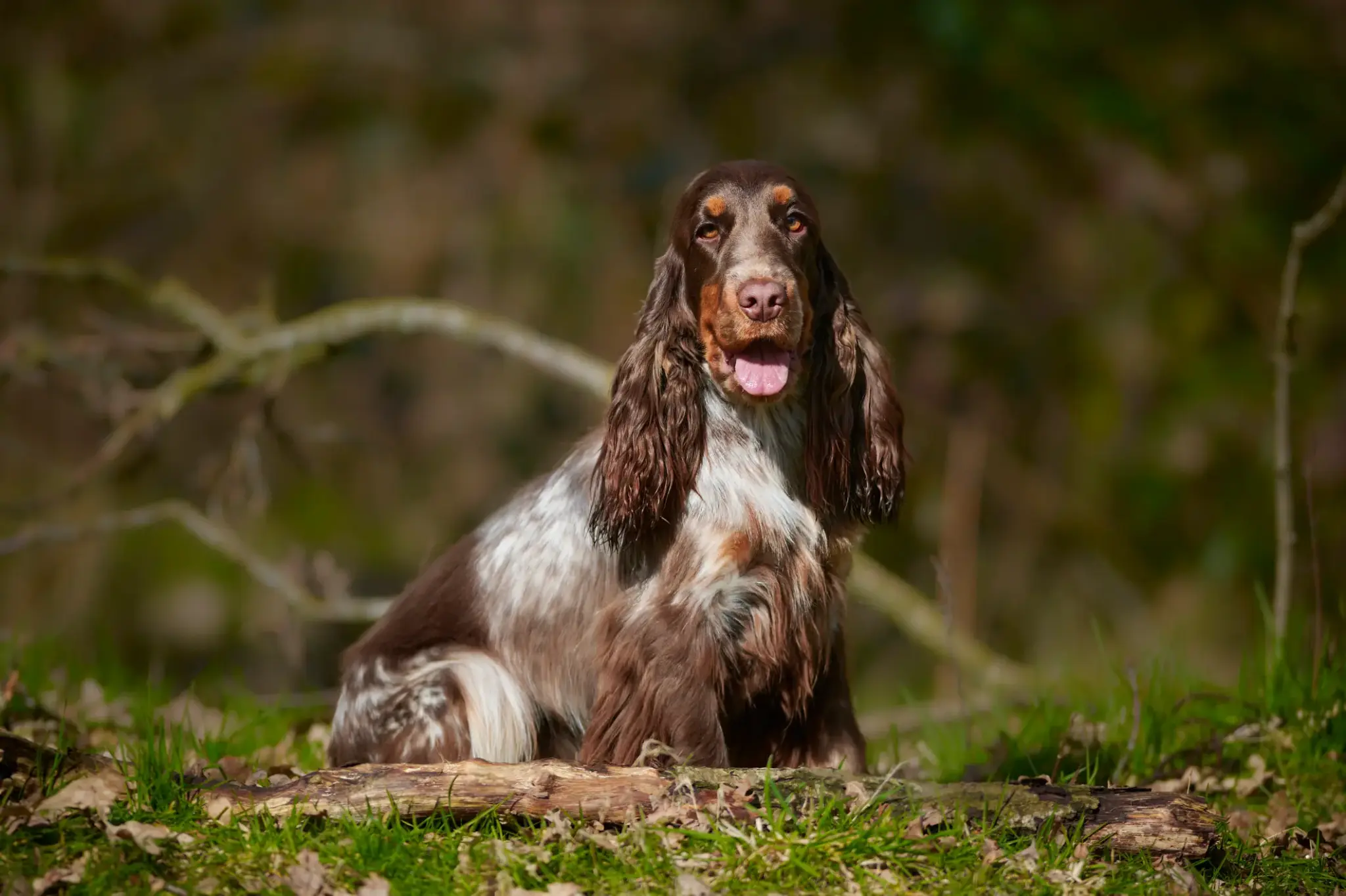 Braun-weißer English Cocker Spaniel mit langem, gewelltem Fell sitzt aufmerksam im Wald und schaut in die Kamera
