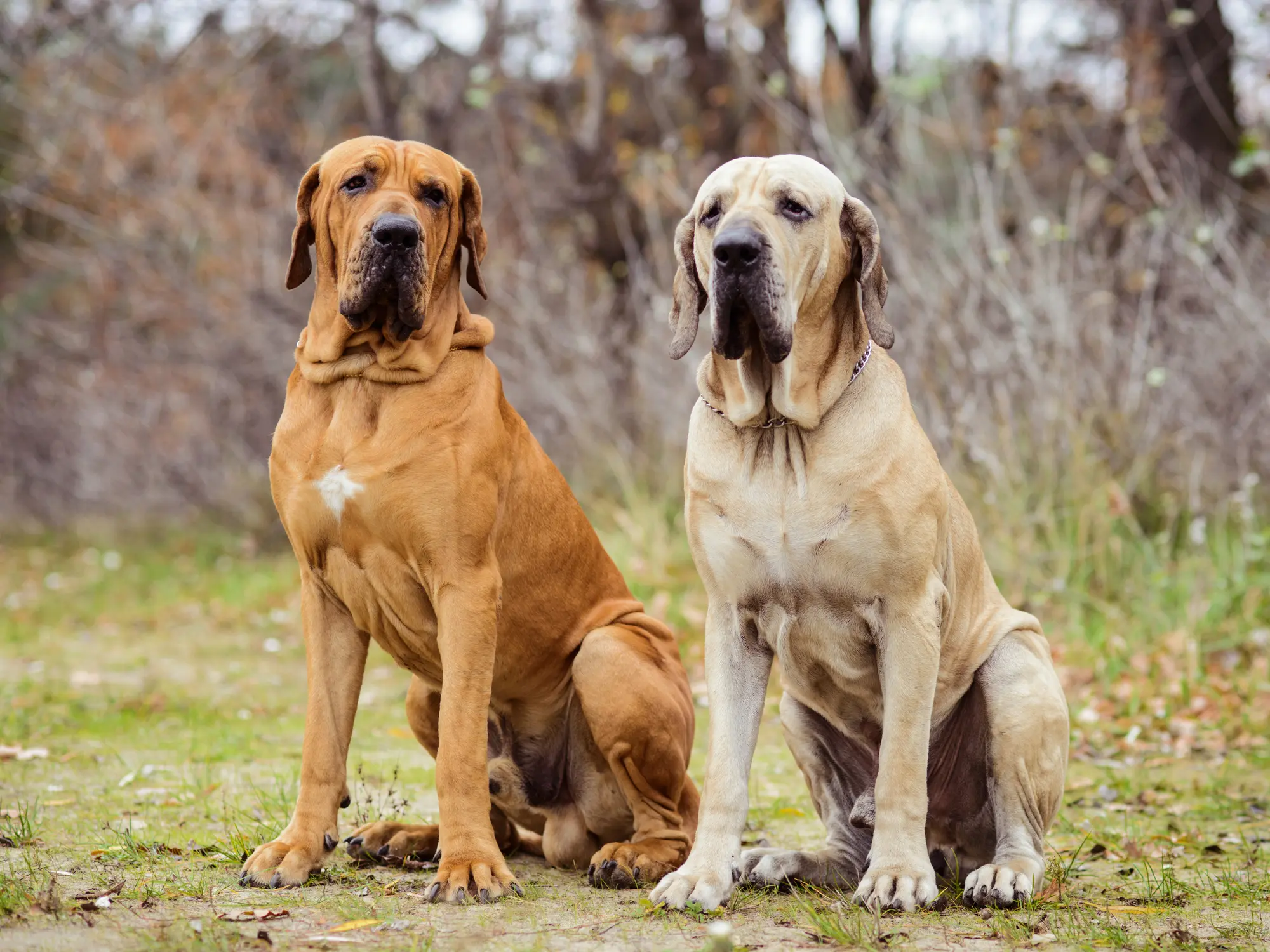 Zwei Fila Brasileiro sitzen nebeneinander auf einer Wiese, kräftig gebaut und mit typischen Hautfalten im Gesicht