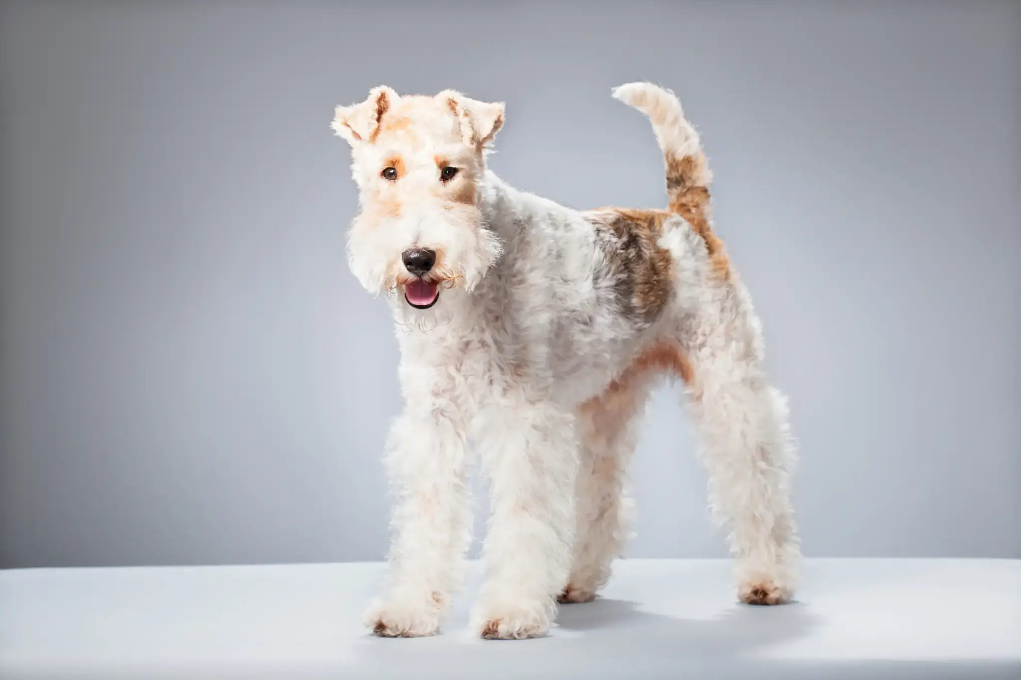 Foxterrier mit drahtigem Fell steht mit aufgerichtetem Schwanz vor neutralem Hintergrund und blickt wachsam nach vorn