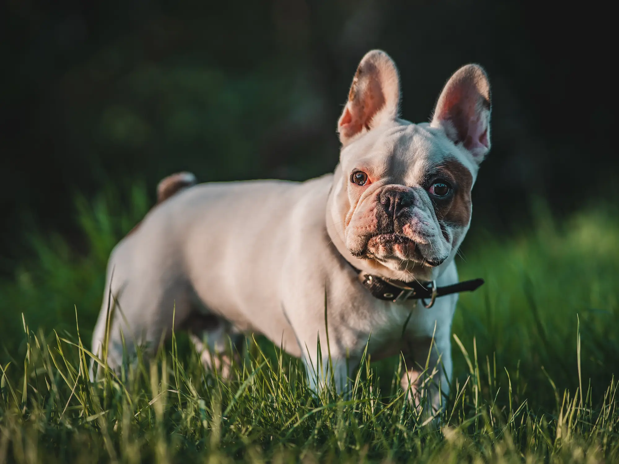 Französische Bulldogge mit hellem Fell und dunklem Halsband steht aufmerksam auf einer Wiese bei Sonnenlicht