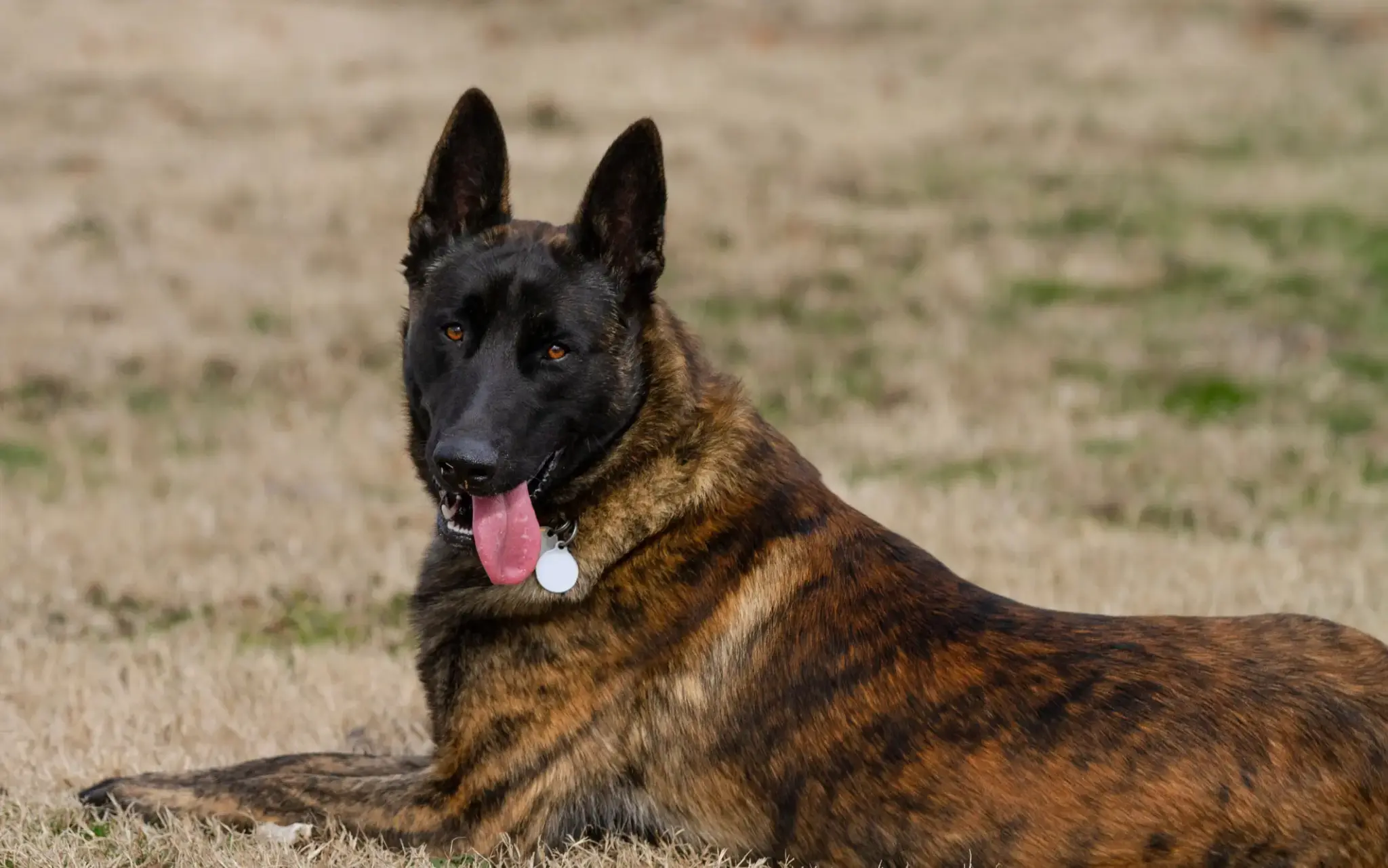 Holländischer Schäferhund liegt auf einer Wiese und schaut aufmerksam in die Kamera