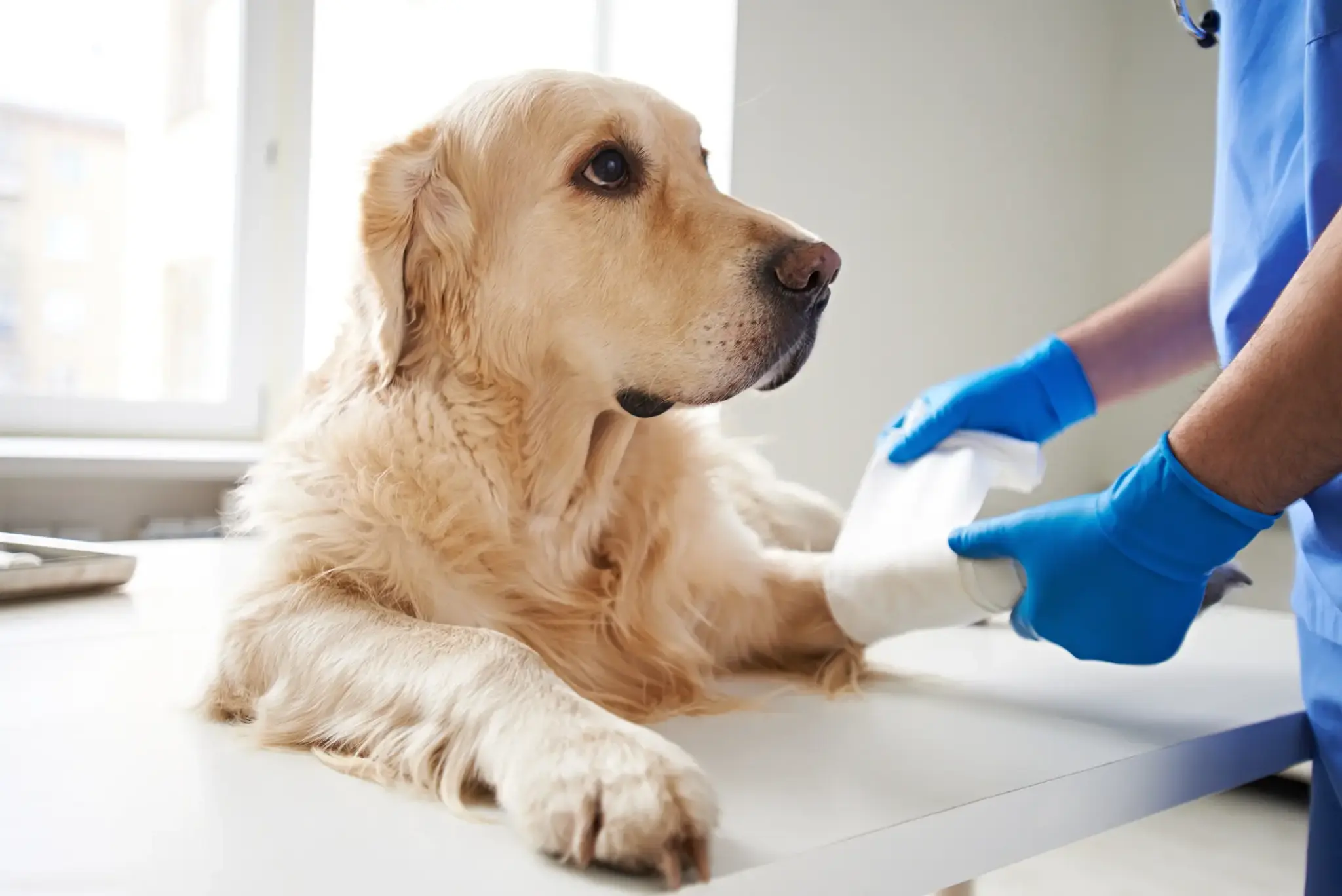 Ein Tierarzt verbindet die Pfote eines ruhigen Golden Retrievers auf einem Untersuchungstisch in einer hellen Praxis.