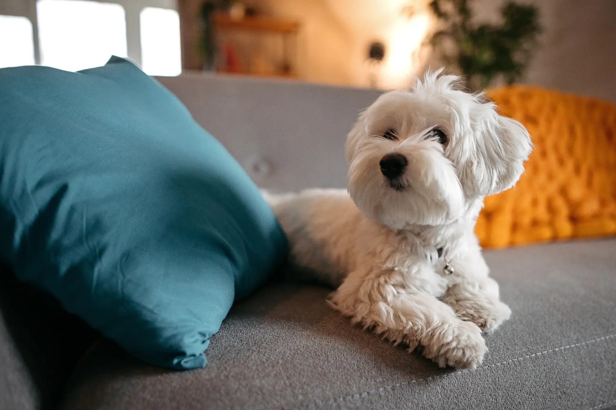 Hund in Wohnung | in der Wohnung