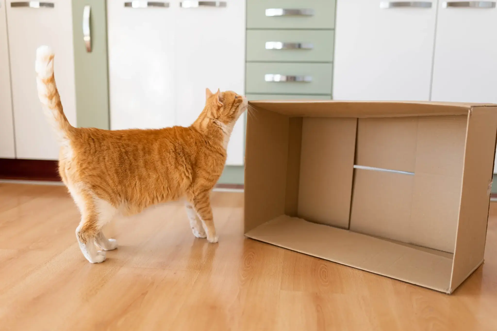 Katze eingewoehnen