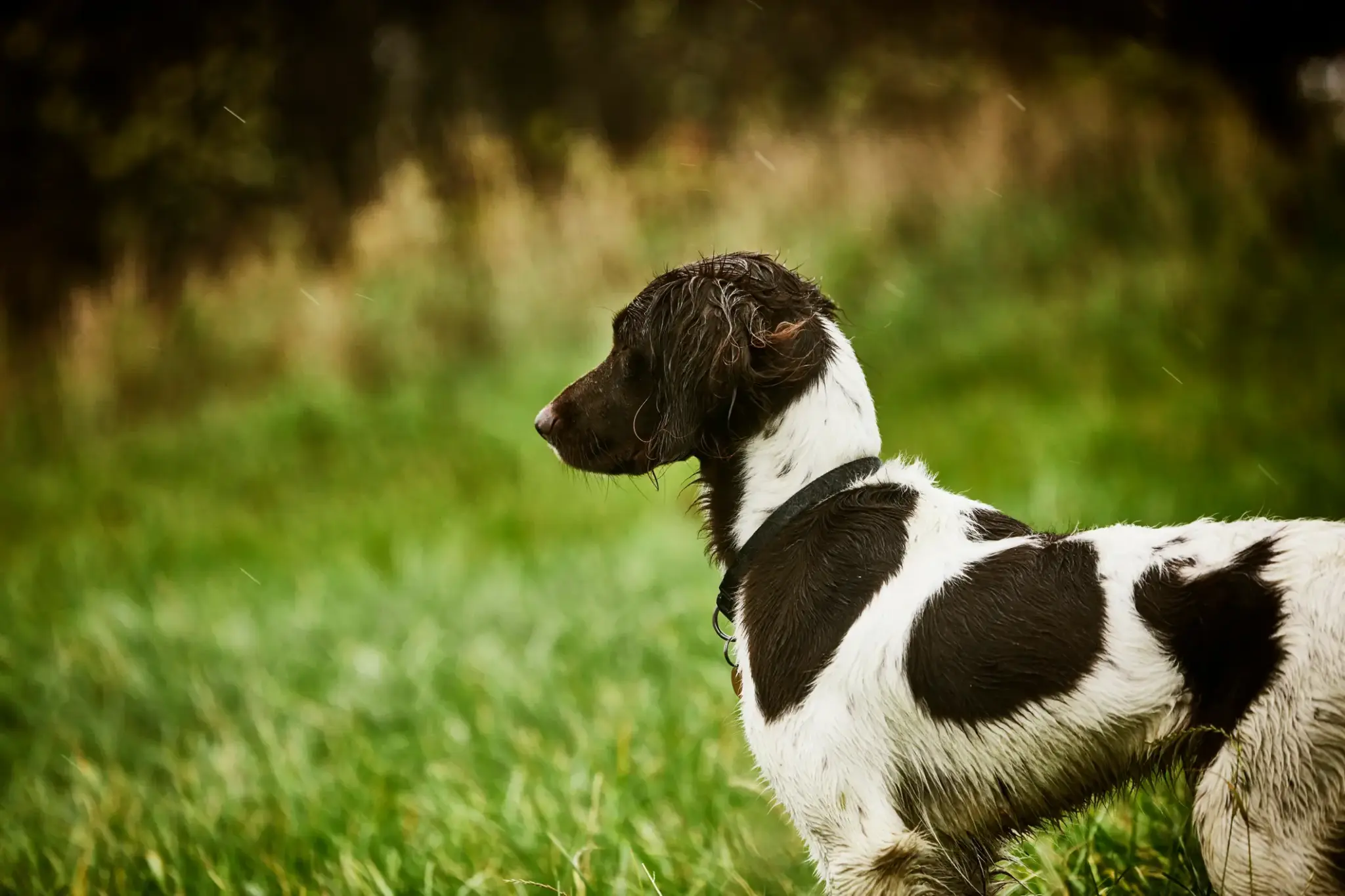 Kleiner Münsterländer Hund nass im Regen mit aufmerksamem Blick