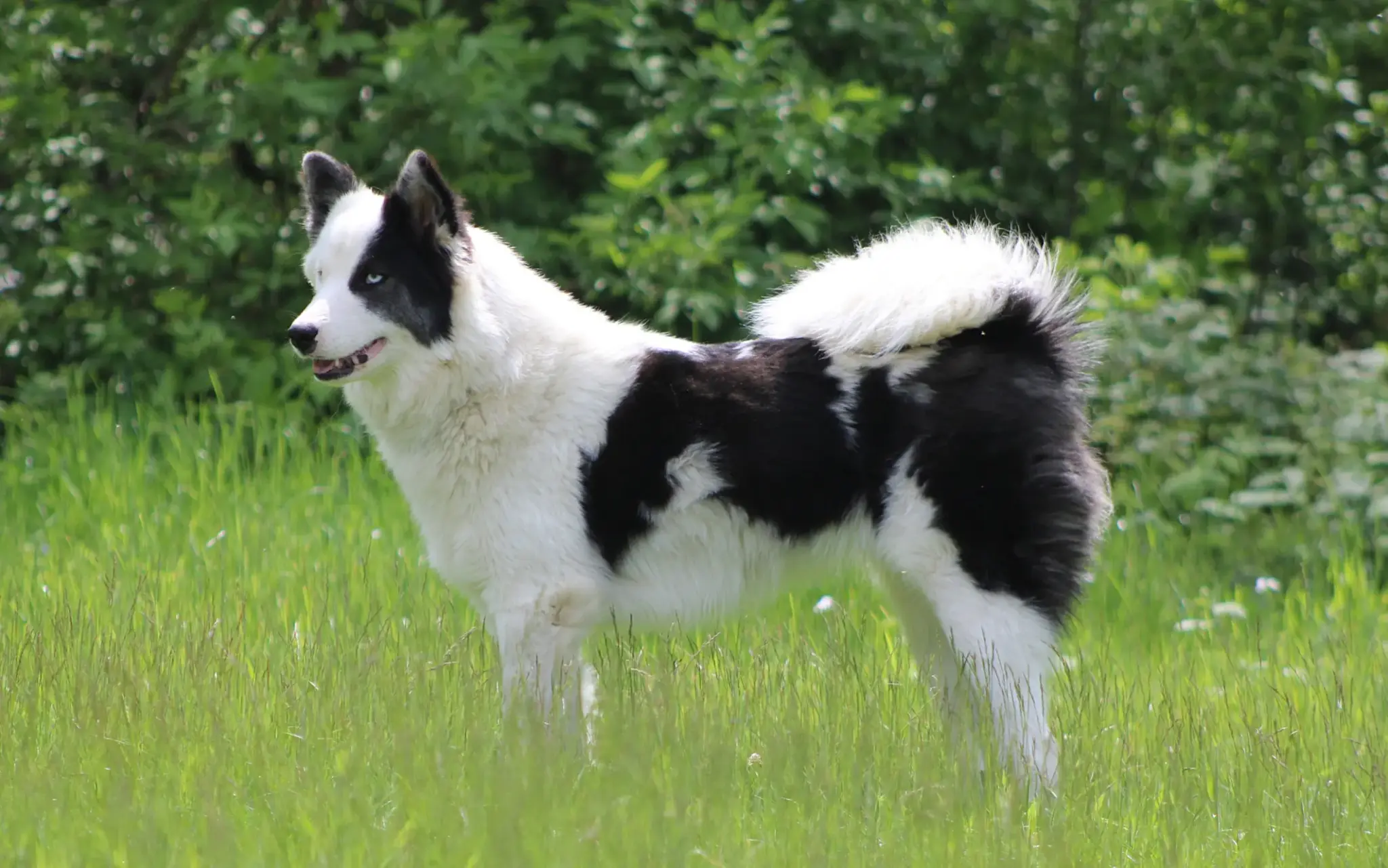 Laika Hund mit schwarz-weißem Fell und blauen Augen steht aufmerksam auf einer Wiese