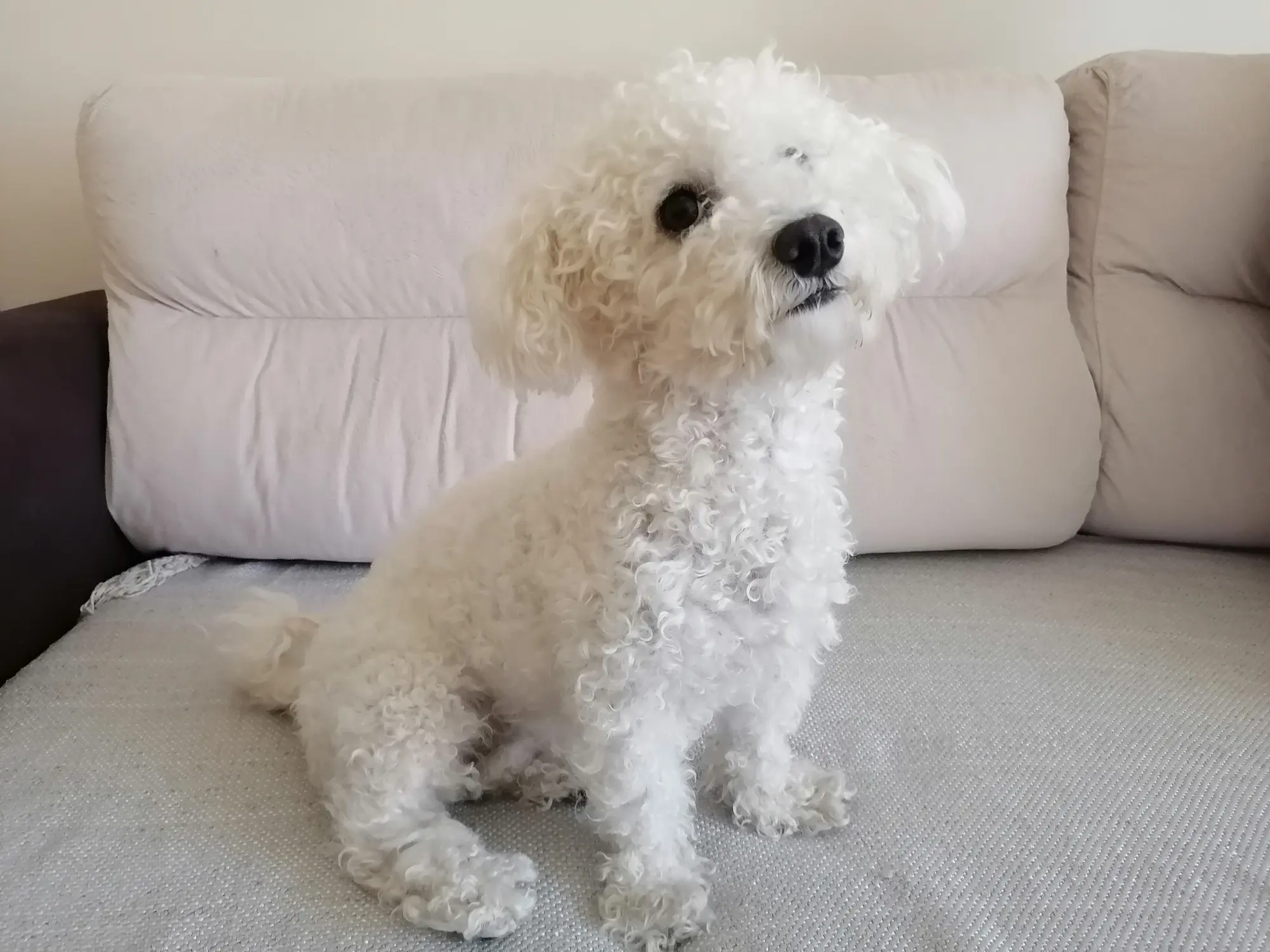 Kleiner Malteser Hund mit weißem, lockigem Fell sitzt auf dem Sofa