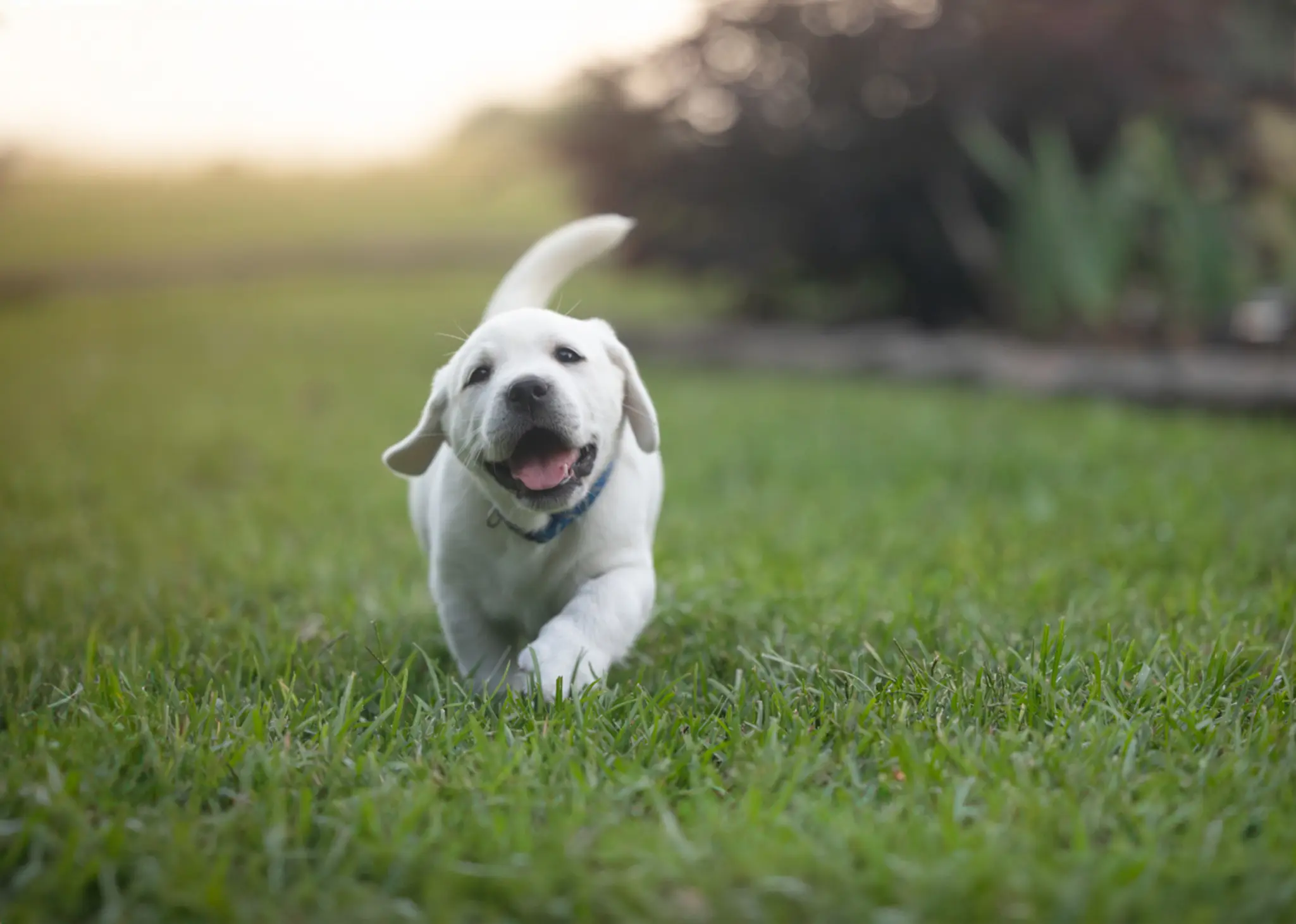 Weißer Labrador-Welpe mit blauem Halsband läuft fröhlich über eine grüne Wiese – Spiel und Bewegung im Garten