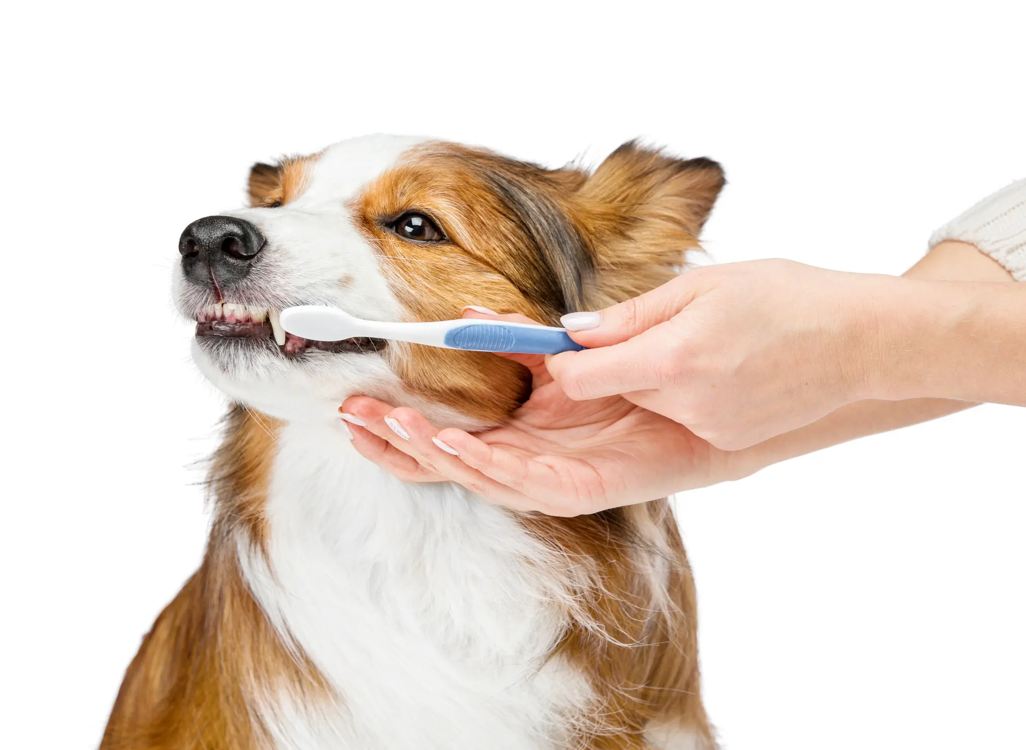 Ein Hund bekommt mit einer Zahnbürste die Zähne geputzt – eine Hand hält vorsichtig das Maul, die andere führt die Bürste.