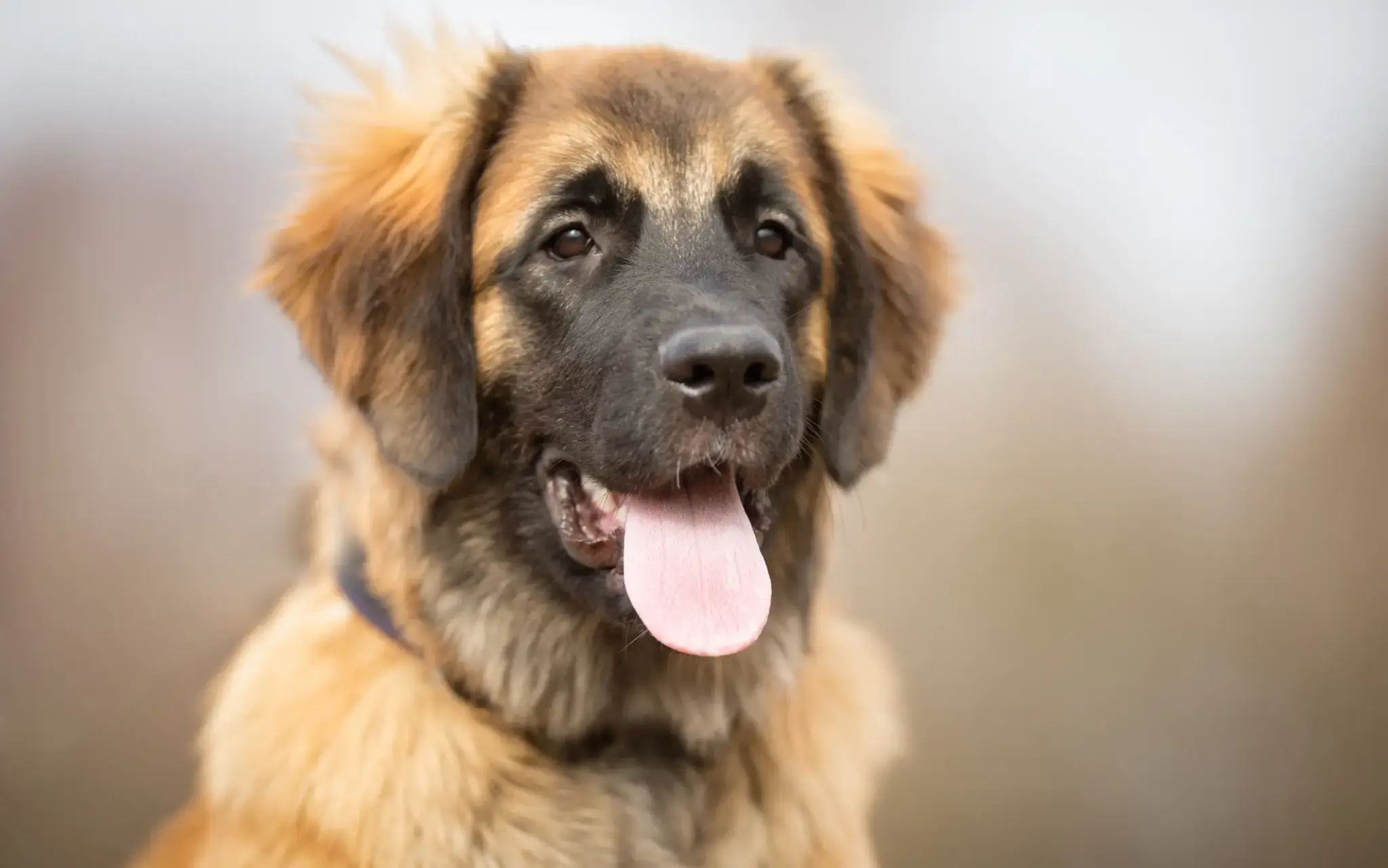 Leonberger Hund mit heraushängender Zunge in Nahaufnahme