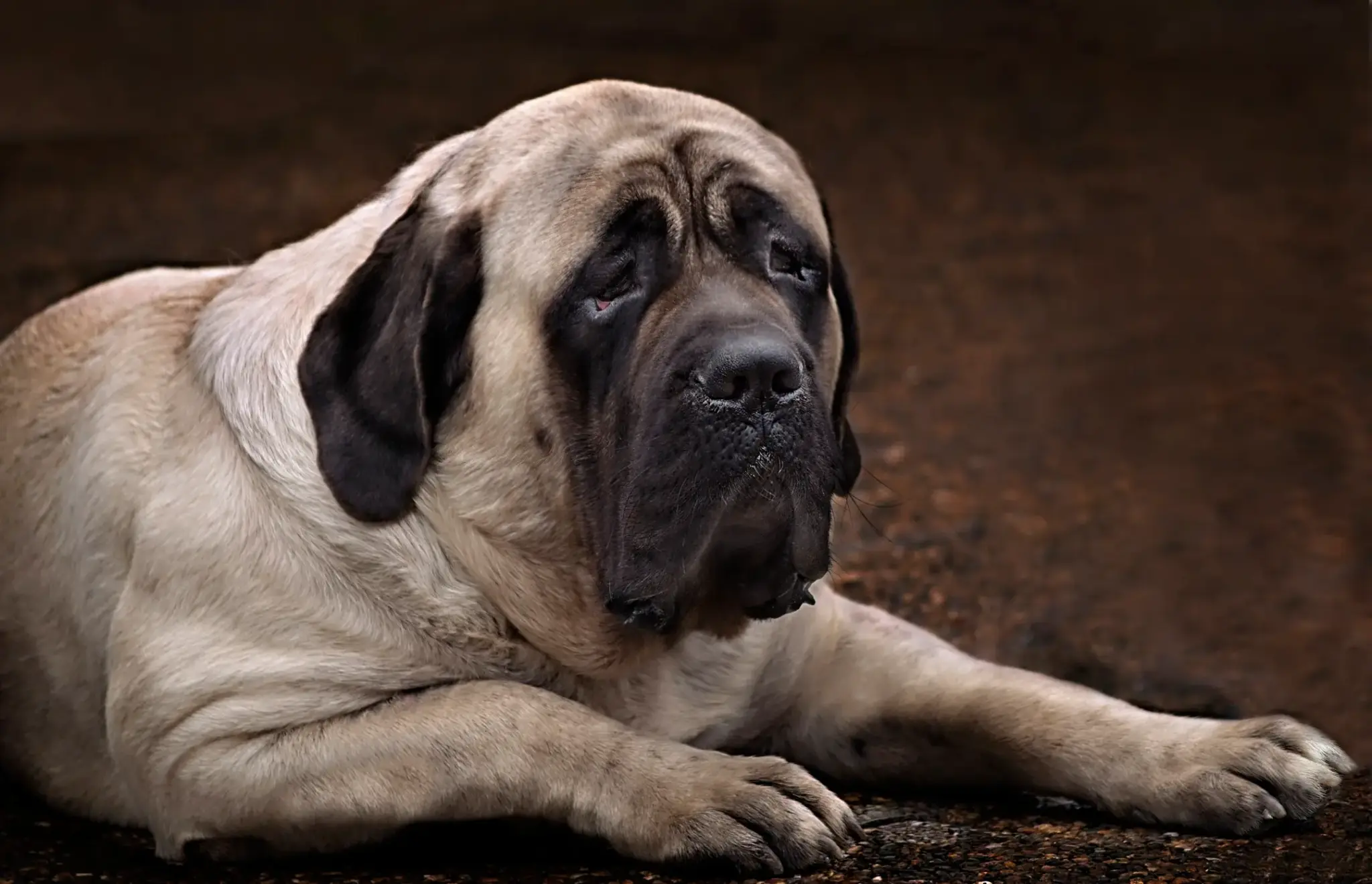 Mastiff | Englischer Mastiff liegt entspannt auf dem Boden