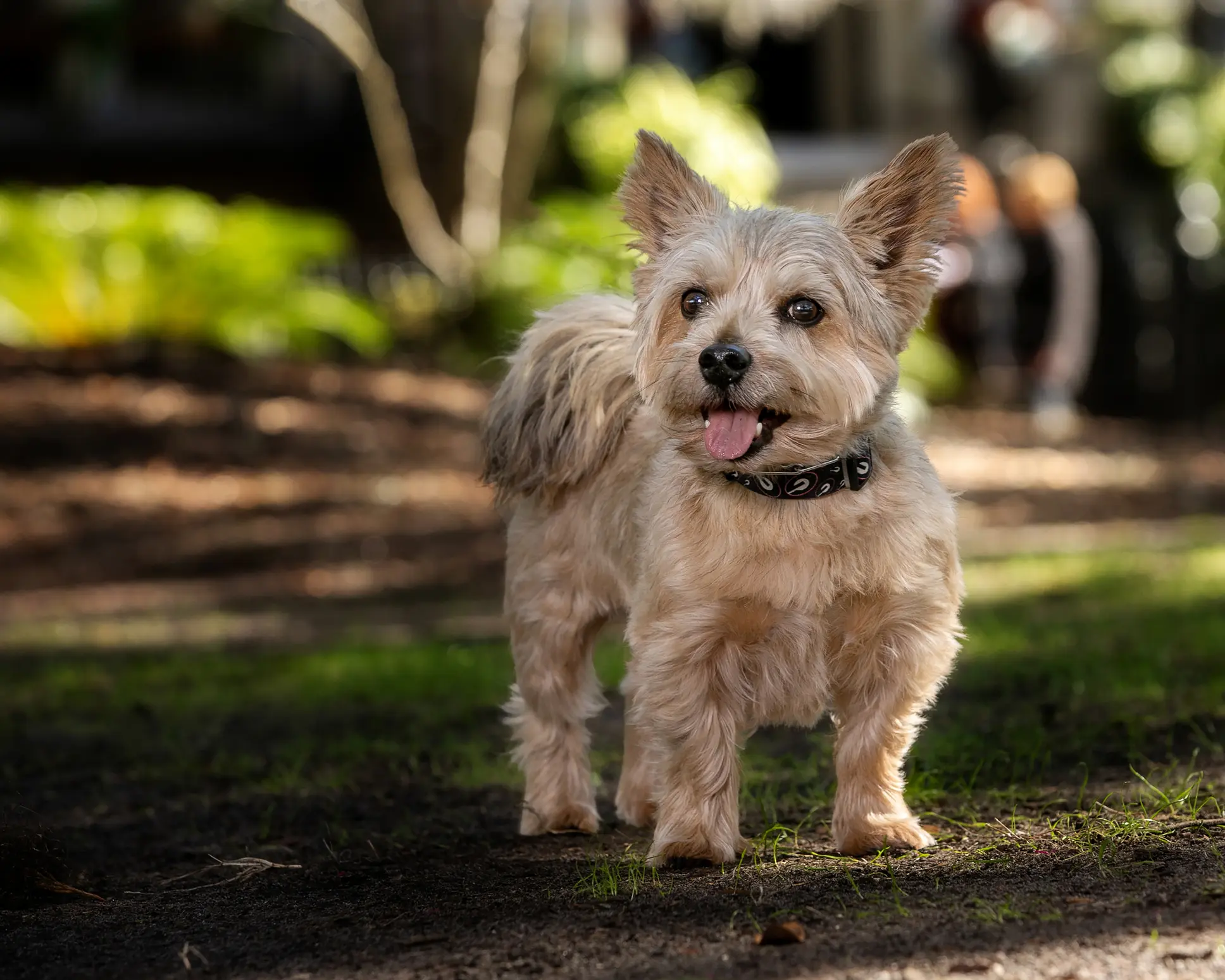 Norwich Terrier mit kurzem, hellbraunem Fell steht aufmerksam auf einer Wiese und schaut fröhlich nach vorne
