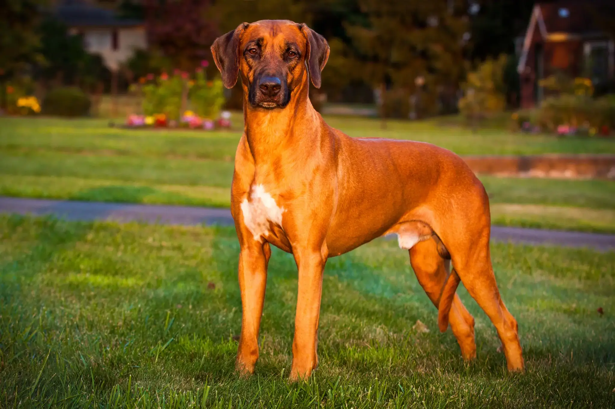 Rhodesian Ridgeback