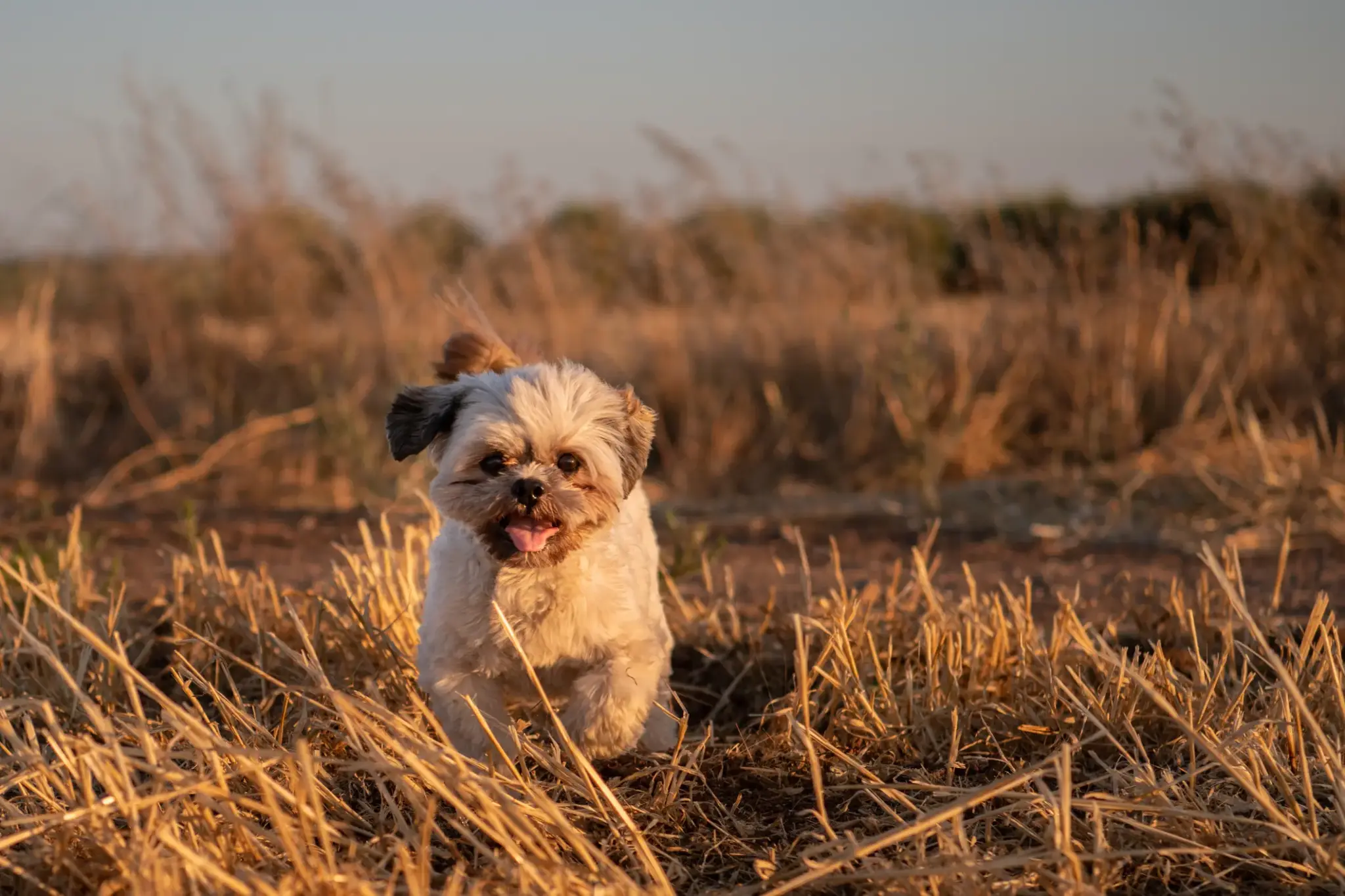 Shih Tzu mit hellem Fell läuft durch trockenes Grasfeld in der Abendsonne