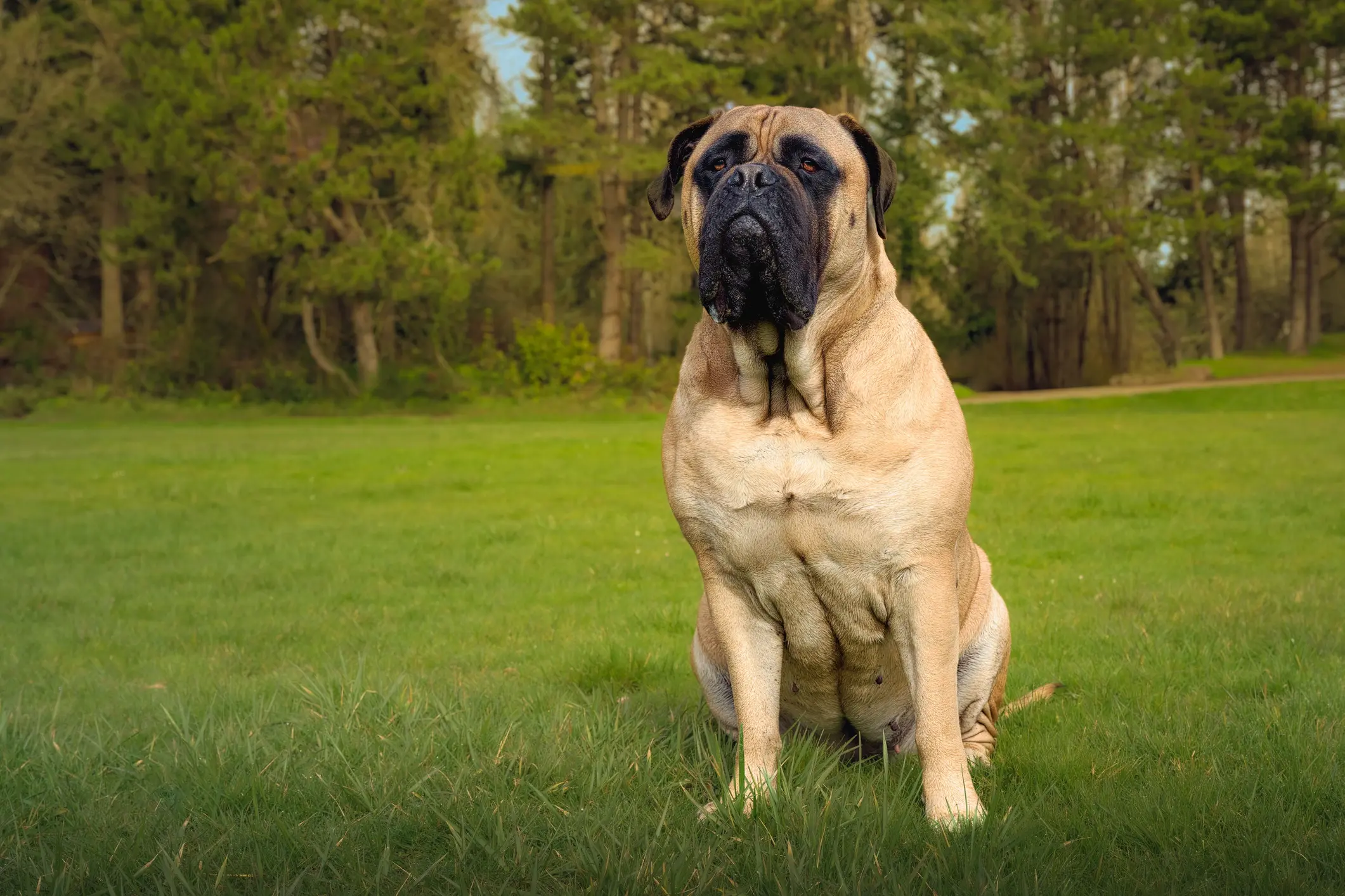 Englischer Mastiff sitzt auf einer Wiese im Park
