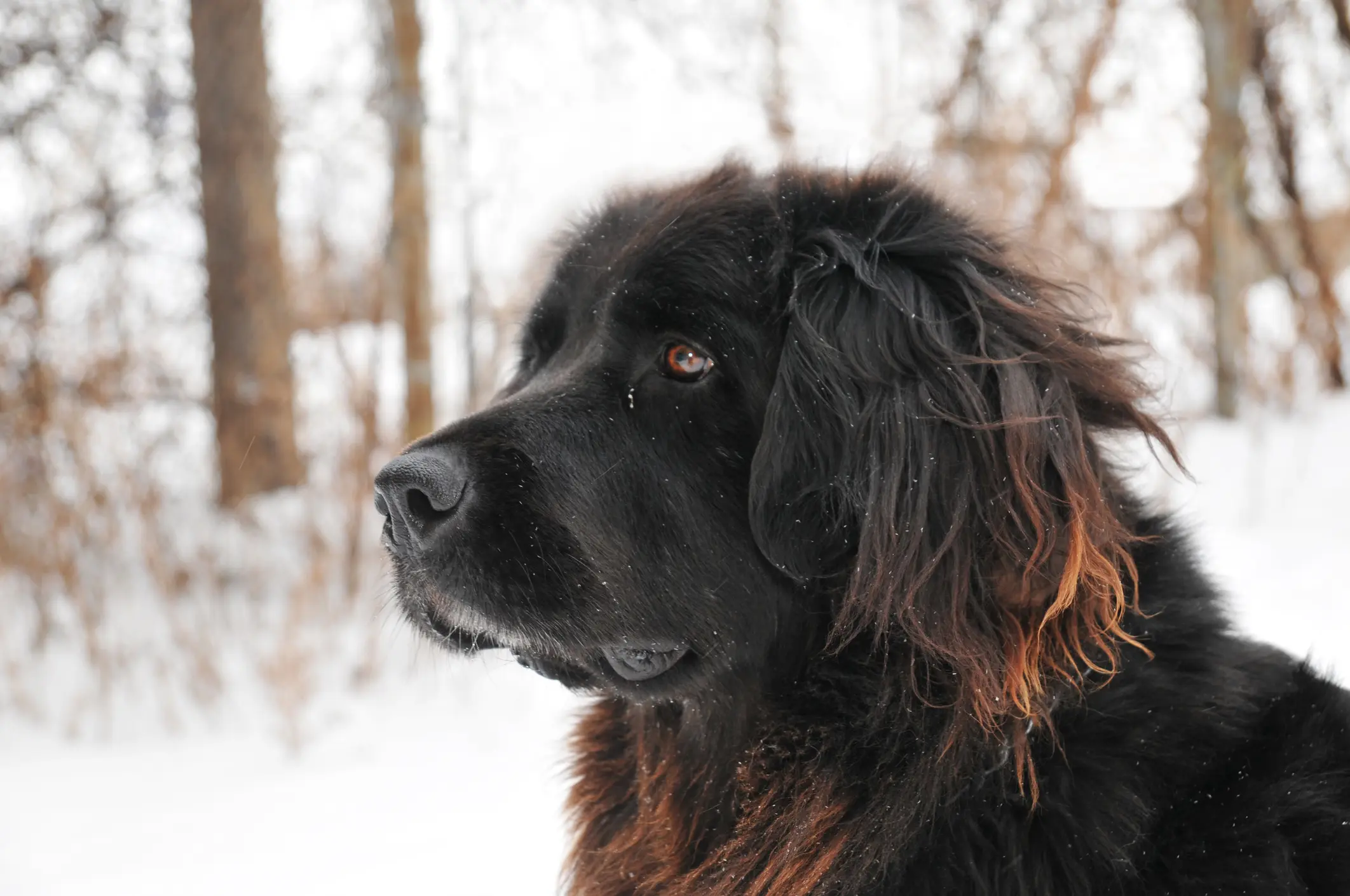 Neufundländer im Schnee – sanftmütiger und kräftiger Hund